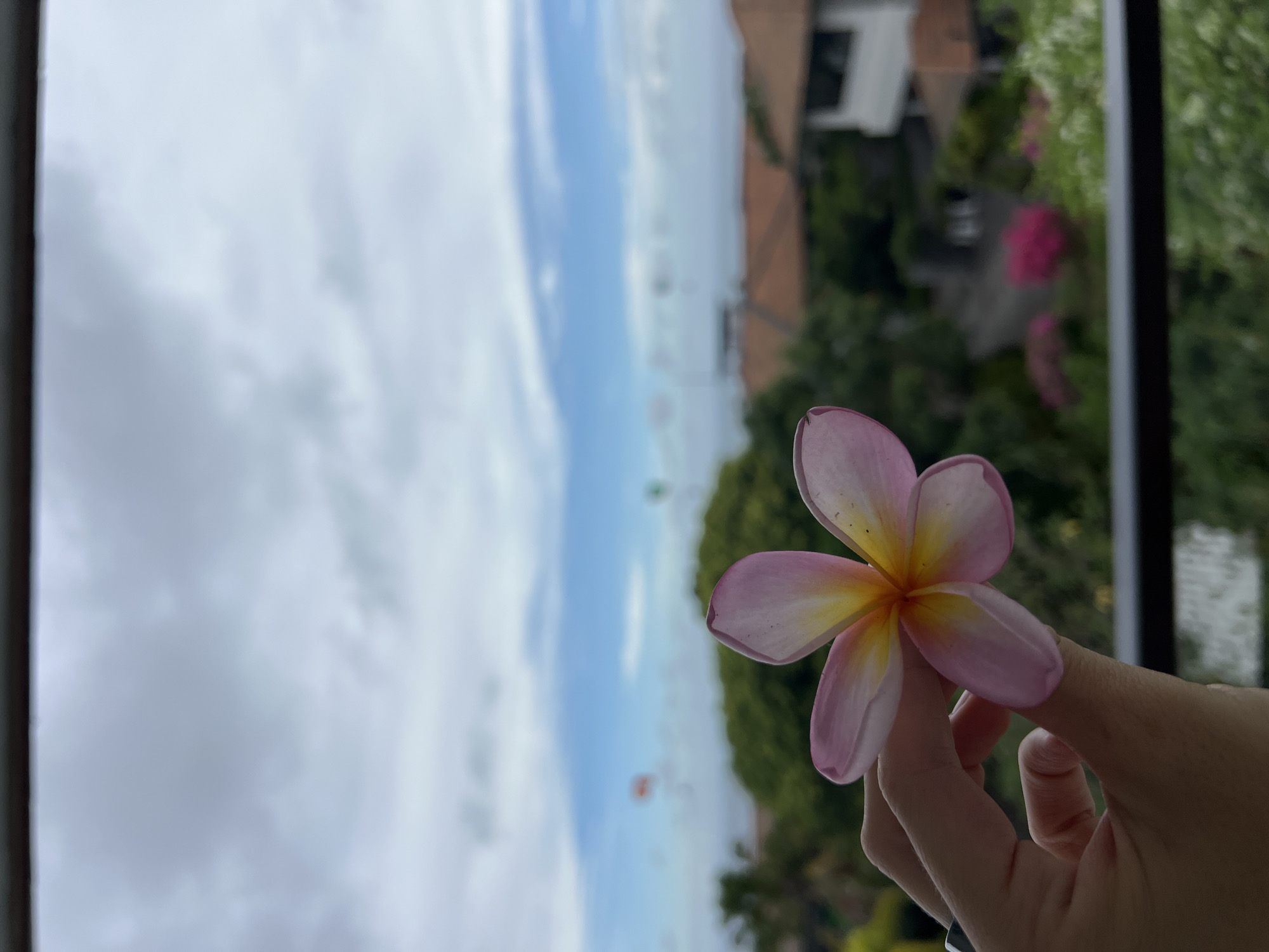 The image, oriented vertically, captures a close-up of a hand gently holding a vibrant plumeria (frangipani) flower against an outdoor background, likely viewed through a window or from a balcony. The flower, appearing fresh, features five petals that transition from soft pink at their edges to a rich yellow and orange at its center. A light-skinned hand, with neatly kept nails, delicately grasps the flower with its fingers slightly curved.
Beyond the hand and flower, the background reveals a expansive scene under a bright, partly cloudy sky, indicating daytime. The sky is a light blue with scattered white clouds. Below the sky, a hazy horizon line separates it from what appears to be a vast body of water or distant land. Several small, blurry, colorful specks (red, green, yellow, blue) are visible in the far distance against the sky and horizon, possibly distant hot air balloons, kites, or buoys.
Further down, the landscape is dominated by lush green foliage, suggestive of trees and bushes, with indistinct forms of buildings or structures visible among or beyond the greenery. A dark vertical frame on the far right of the image suggests the perspective is from an interior looking outwards. The scene conveys a sense of peaceful appreciation for nature. No text is visible in the image.