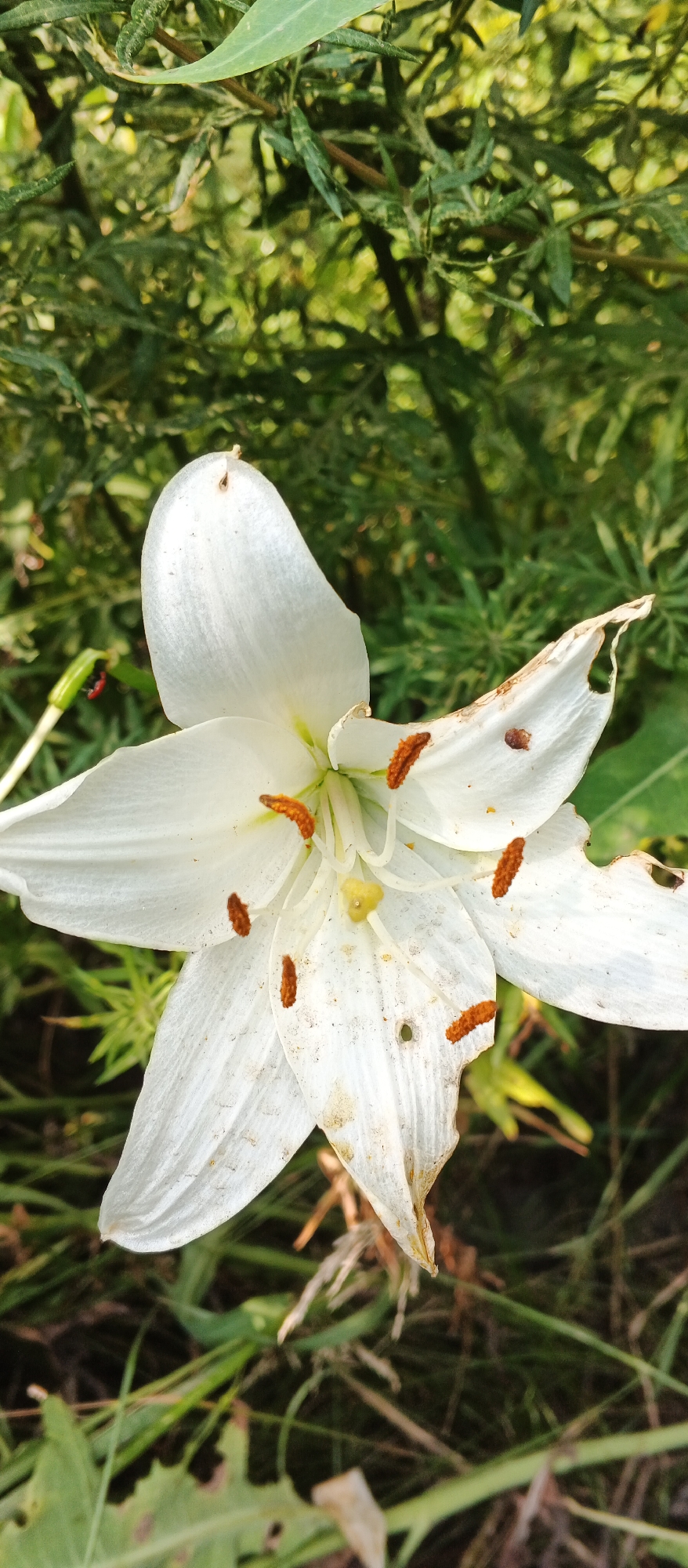 A close-up, vertical shot shows a white lily in bloom, set against a blurred background of green foliage. The lily's petals are slightly tattered, with some brown spots and a small hole in one of the lower petals. The stamens, tipped with orange pollen, are visible in the center of the flower. A tiny ladybug with black spots on a red body is perched on a green stem to the left of the flower. The surrounding environment is characterized by tall, dry grasses and the dappled sunlight filtering through the leaves. The scene appears to be a natural outdoor setting, possibly a garden or park, and the image quality suggests it was taken with a mobile device. The time of day is difficult to ascertain precisely, but the lighting suggests it is daytime. There are no people or human activity visible in the image. The absence of any landmarks or contextual clues makes it impossible to determine the specific location within Izhevsk, Russia.