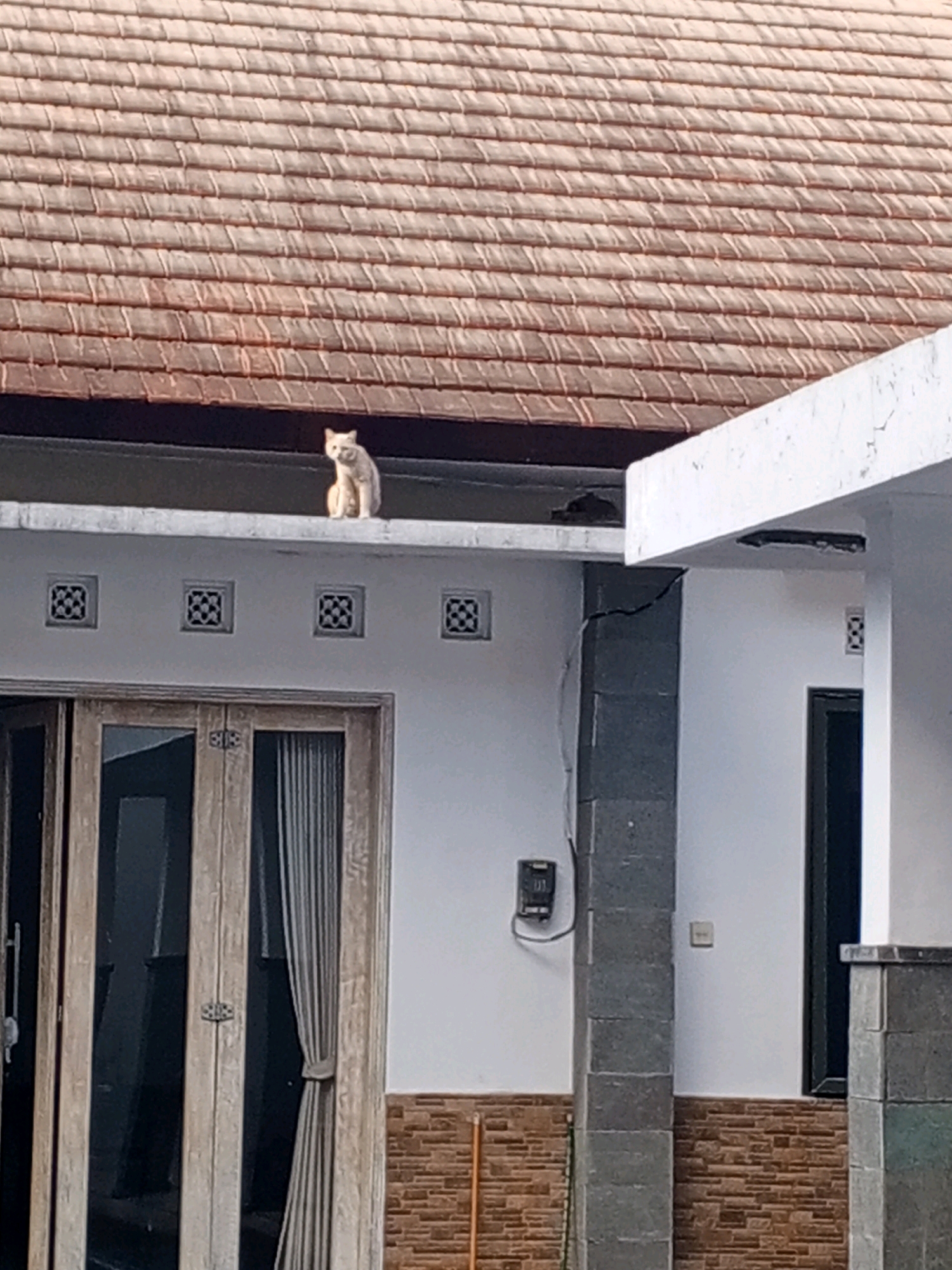 A light-colored cat sits on the narrow ledge of a white building, beneath a reddish-brown tiled roof. The cat is facing left and appears to be looking upwards. The building has square vents with a patterned design. To the left of the cat, a large set of double wooden doors with glass panes is visible. The doors have visible hardware and gray curtains hang on the right side. A textured brown brick wall is present below the doors. To the right of the cat, a grey stone pillar supports an overhang. A dark-colored window is set into the white wall to the right of the pillar. This scene is situated in the city of Denpasar, Indonesia.