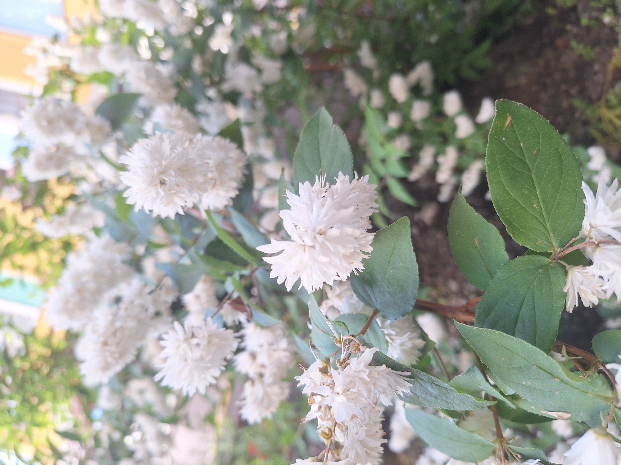The image displays a close-up view of a bush with numerous small, white, double-petaled flowers and green leaves. The flowers are clustered together, creating a fluffy appearance. The background is blurred, showing more of the flowering bush and hints of a building with yellow and blue elements. The scene appears to be outdoors, in a garden or residential area. There are no people or animals visible. The lighting suggests it is daytime. This scene is located in Sviatopetrivske, Ukraine, likely in a residential garden or public green space.