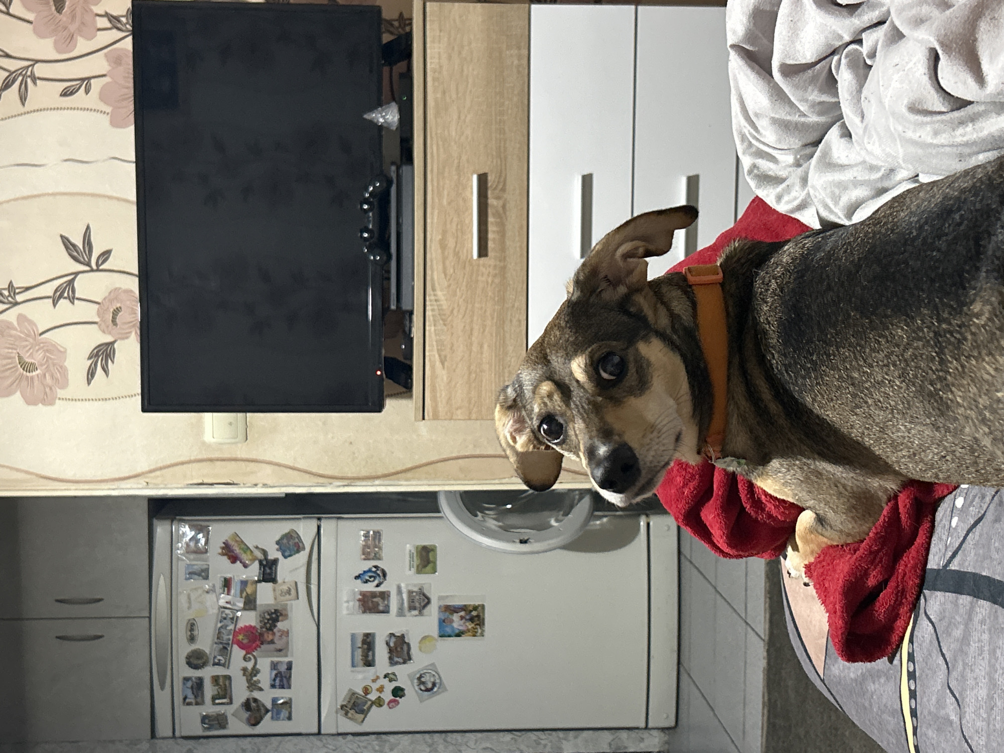 The media file is a slightly tilted, eye-level, medium shot of a small dog lying on a red blanket. The dog is a mix of brown and gray fur with distinctive markings, an orange collar, and large, expressive eyes. It is looking directly at the camera with an inquisitive expression. The dog is nestled on a red fabric, which is draped over a gray surface that appears to be a sofa or a similar piece of furniture. The background is a domestic setting with a kitchen appliance that looks like a refrigerator, adorned with various magnets and photos. To the left of the refrigerator, there is a gray cabinet with two handles. Above the refrigerator and to the left, there is a black television mounted on the wall, with floral wallpaper behind it. Further to the right, a wooden and white cabinet with vertical handles is visible. The lighting suggests it is indoors, possibly in the evening or daytime with artificial light. The overall scene conveys a cozy and informal atmosphere, focusing on the dog as the main subject.