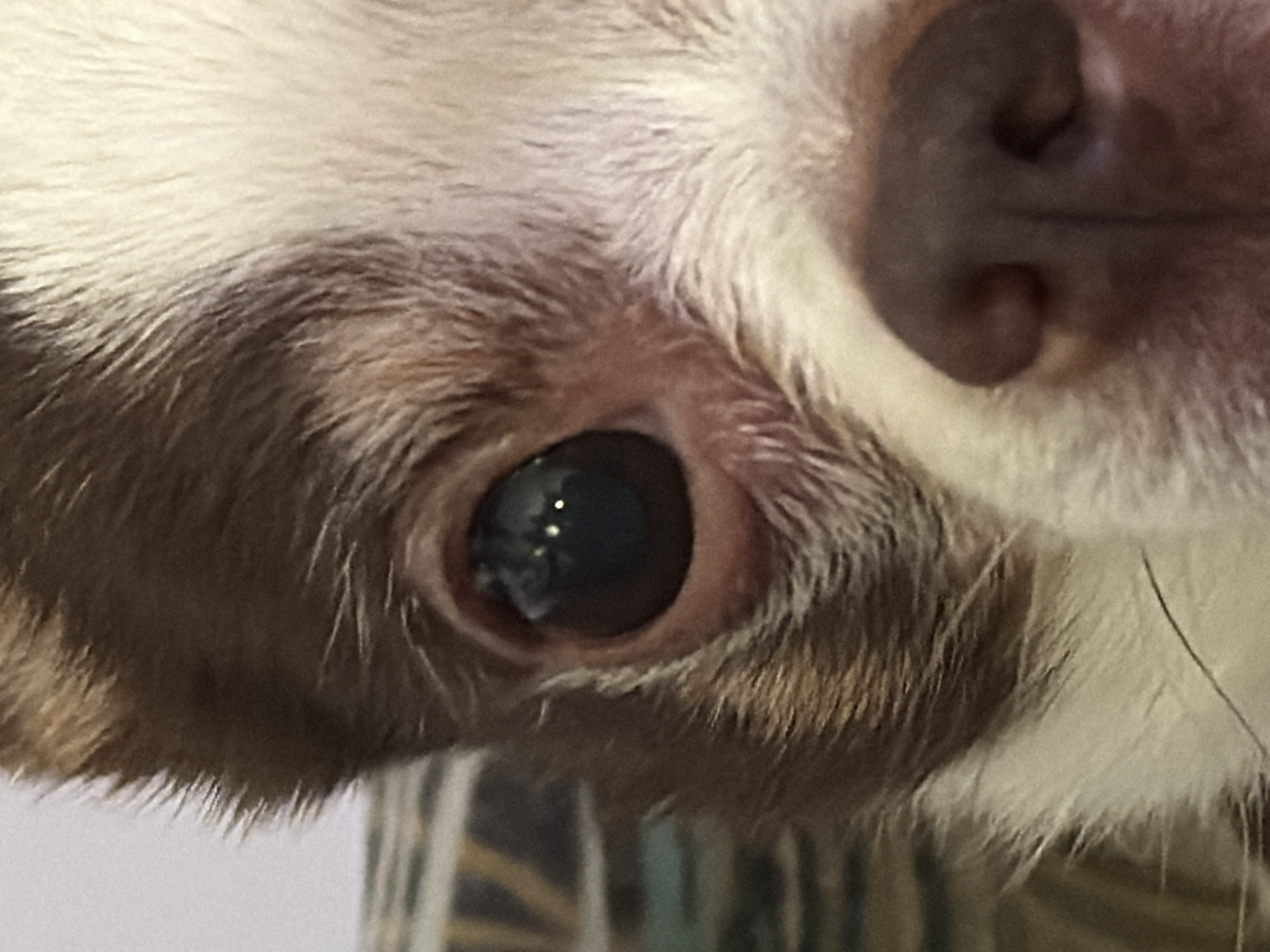This is a close-up, eye-level, medium shot photograph of a dog's face. The dog has brown and white fur. The dog's left eye is visible, it is dark with two small reflections of light. The dog's nose is also visible, it is dark brown and wet. The dog is looking directly at the camera. The background is out of focus and appears to be a patterned fabric. There is no indication of the city of Moscow, Russia, or any other specific location.