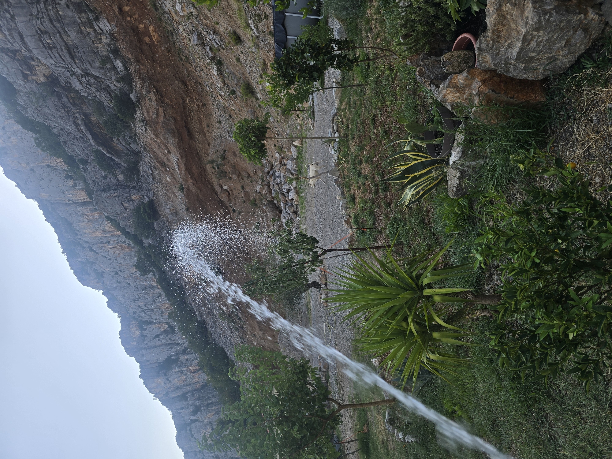 In an outdoor rocky environment, a stream of water sprays diagonally across the frame from the left. The water originates from an unseen source and creates a translucent, shimmering arc. In the foreground, lush green grass and plants, including a spiky yucca-like plant and a small citrus tree with one orange fruit, are visible. Beyond the immediate foliage, a pale dog is walking on a gravel path. Several small trees are planted in the gravel. In the background, a steep, rocky cliff face rises dramatically. The sky is clear and light. The overall scene suggests a dry, mountainous landscape being irrigated.