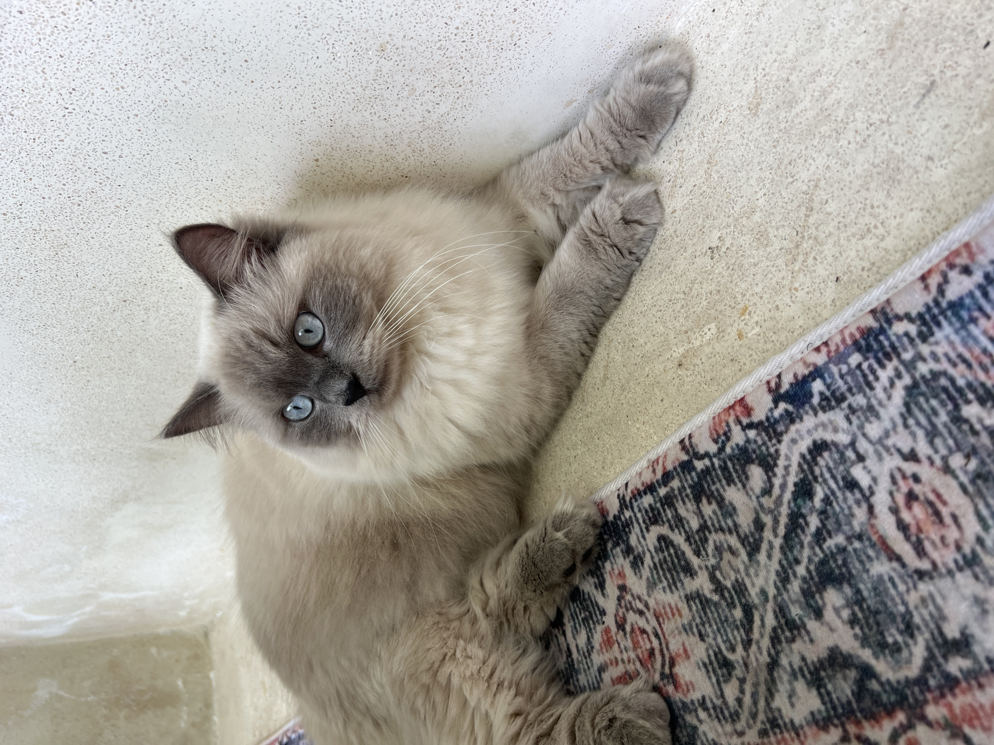 A grey and white Ragdoll cat lies on a light beige terrazzo floor with a section of patterned rug visible along the right edge. The cat's front paws are extended and crossed near the edge of the rug. The cat gazes upward at the camera with bright blue eyes. The setting is undetermined and the location information of Buduk, Indonesia cannot be verified in the image.