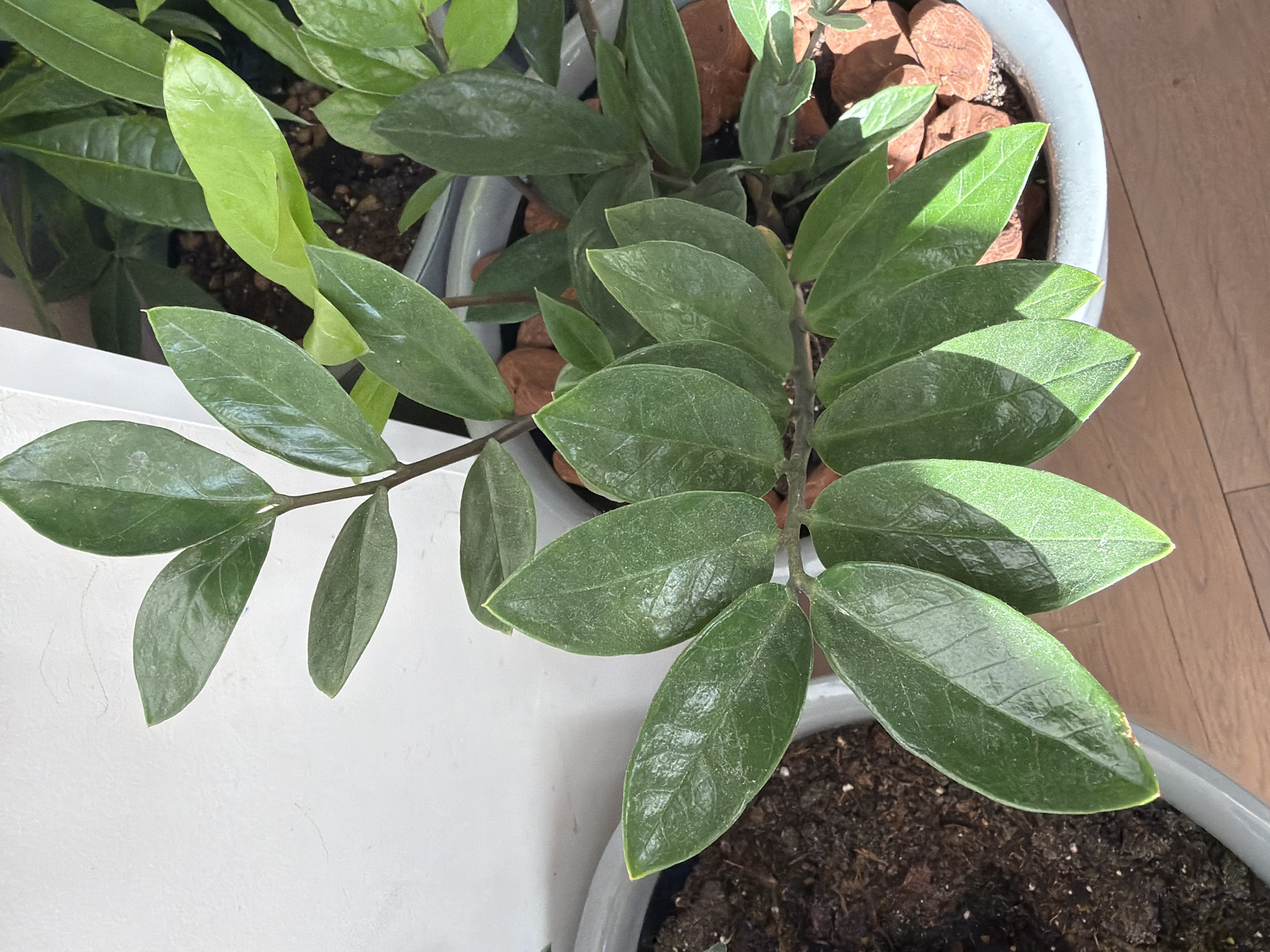 A close-up shot focuses on a ZZ plant (Zamioculcas zamiifolia) indoors. The plant, with its dark green, glossy leaves, dominates the foreground. Some leaves are pale green. It sits in a grey pot filled with soil. Another pot filled with decorative reddish-brown stones is visible in the background. The plant is set against a background of a white surface and a light wood-patterned floor. Natural light illuminates the scene, casting shadows and highlights on the leaves.