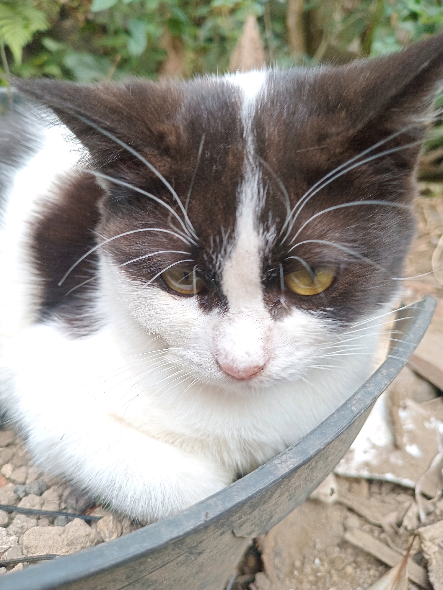 A close-up, eye-level shot focuses on the face of a black and white cat sitting in a black plastic container filled with small rocks and dirt. The cat is looking downwards and slightly to the right, with its ears pointed upwards and its whiskers clearly visible. The cat's fur is predominantly white with black patches on its head and back. Its eyes are a light yellow color. The background is blurred, showing green foliage. The image appears to be taken outdoors, possibly in the village of Claket, Indonesia, given the natural environment depicted.