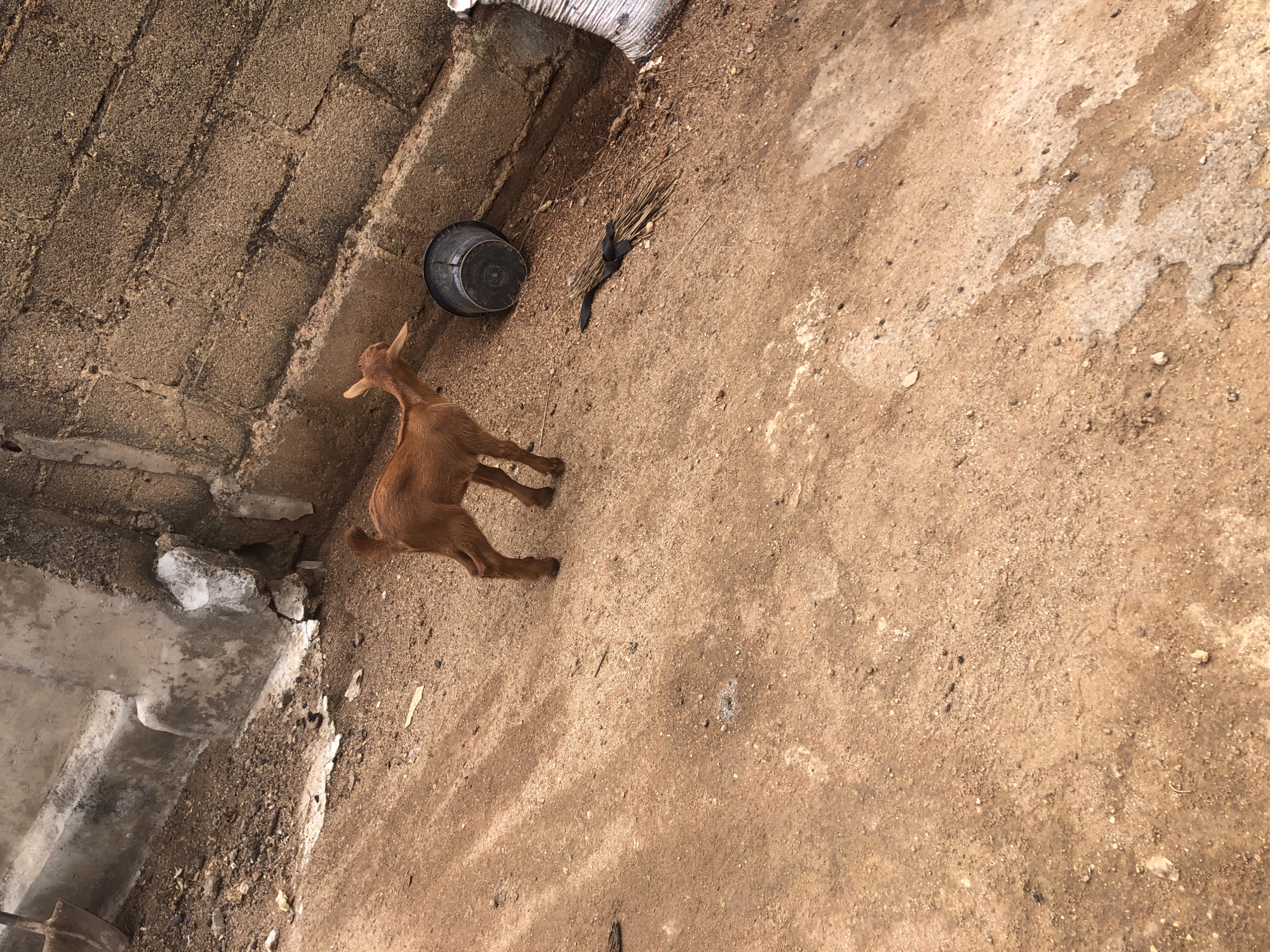 The scene is an outdoor, unpaved area in Kabong, Nigeria, featuring a juvenile goat as the central subject. A light brown goat, exhibiting short, developing horns, stands on compact, dry, light brown soil in the mid-ground, facing right. The ground surface is uneven, presenting scattered small stones, minor debris, and patches of lighter-colored earth indicative of varying moisture or composition. Diagonal shadow patterns are cast across the ground in the mid-left.
In the upper right quadrant and along the top edge, a concrete block wall with visible mortar lines forms the background. Adjacent to the wall, a raised concrete curb or barrier runs horizontally. Situated on the ground near the concrete structures are a dark-colored bucket lying on its side, a bundle of thin wooden sticks secured with a dark band, and a portion of a white, woven sack visible at the far right edge. A section of a shovel handle is partially visible in the upper left corner of the frame. No human subjects are present. The environment is illuminated by natural daylight, casting clear shadows.
