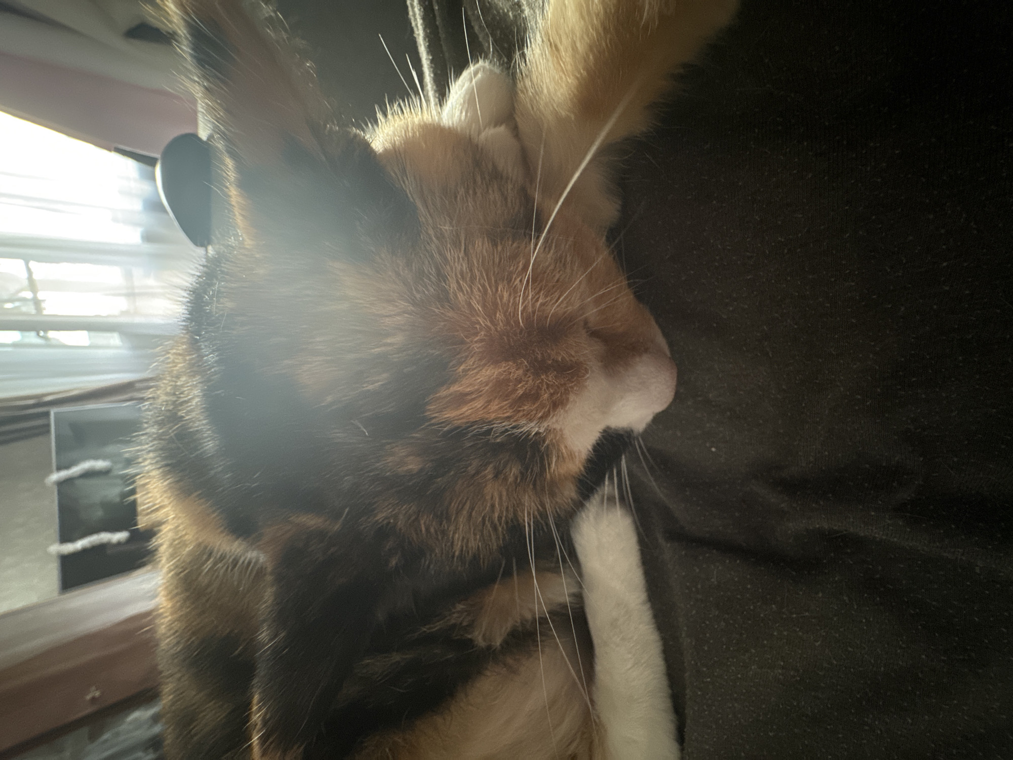 A close-up shot features a calico cat snuggling against a dark brown fabric surface, possibly clothing. The cat's head and upper body dominate the frame, with its face nestled into the fabric. The cat's fur displays a mix of black, orange, and white colors. A white paw is visible near the cat's face. The background is blurred. A window with blinds is visible on the left. An object is attached to the cat. The location is unknown.