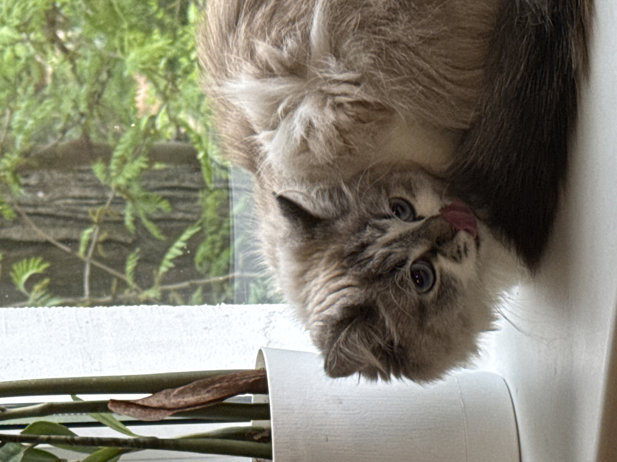 A furry, light-brown and grey cat with blue eyes is positioned upside down on a white surface, near a window with green foliage visible outside. The cat is sticking its tongue out. A white pot with green stems and a brown leaf sits to the cat's left. The location is not specified in the image, but the prompt asks that Rostov-on-Don, Russia, be included.