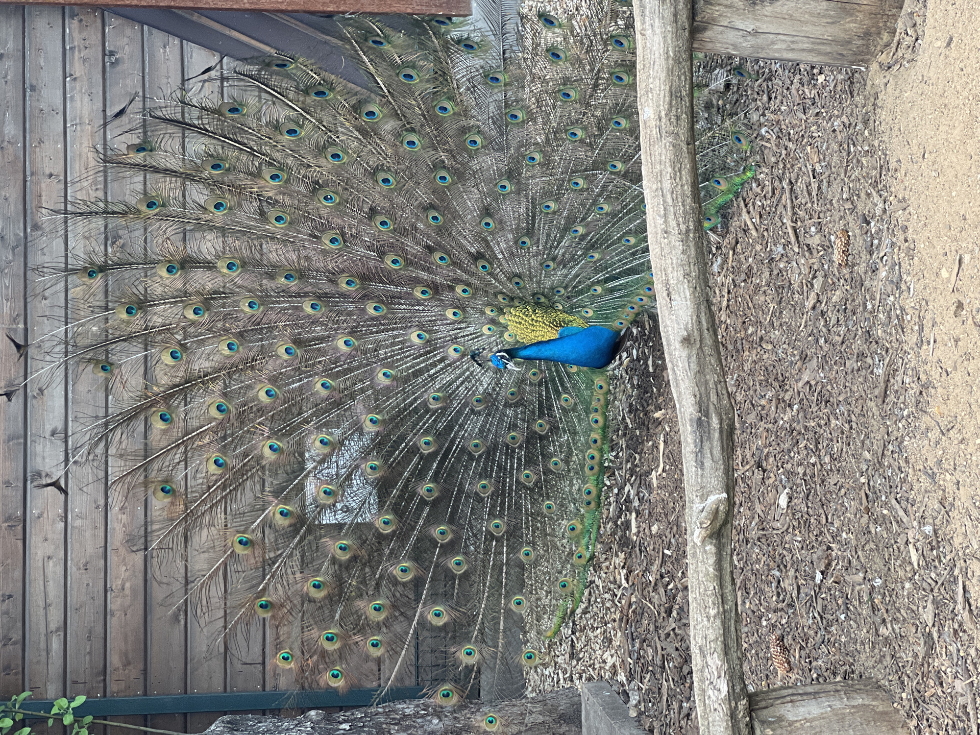 A peacock is displaying its tail feathers in what appears to be a zoo or park enclosure. The peacock is positioned between a wooden fence on the left and a wooden post structure on the right. The ground is covered with wood chips and debris. The location appears to be in an outdoor setting. There is no indication that the location is in Moscow, Russia.