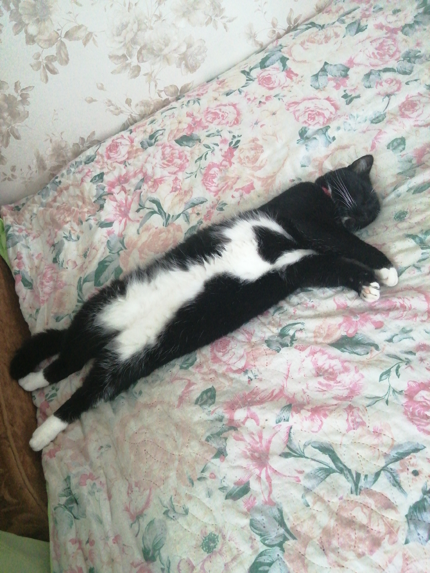 A black and white cat is sleeping on a floral patterned bedspread. The cat is lying on its back with its paws outstretched. The bedspread has a pattern of pink and white roses with green leaves. The wall behind the bed is covered in a floral wallpaper. The scene is likely indoors, in a bedroom. There is no information available to determine the location in the city of Slonim, Belarus.