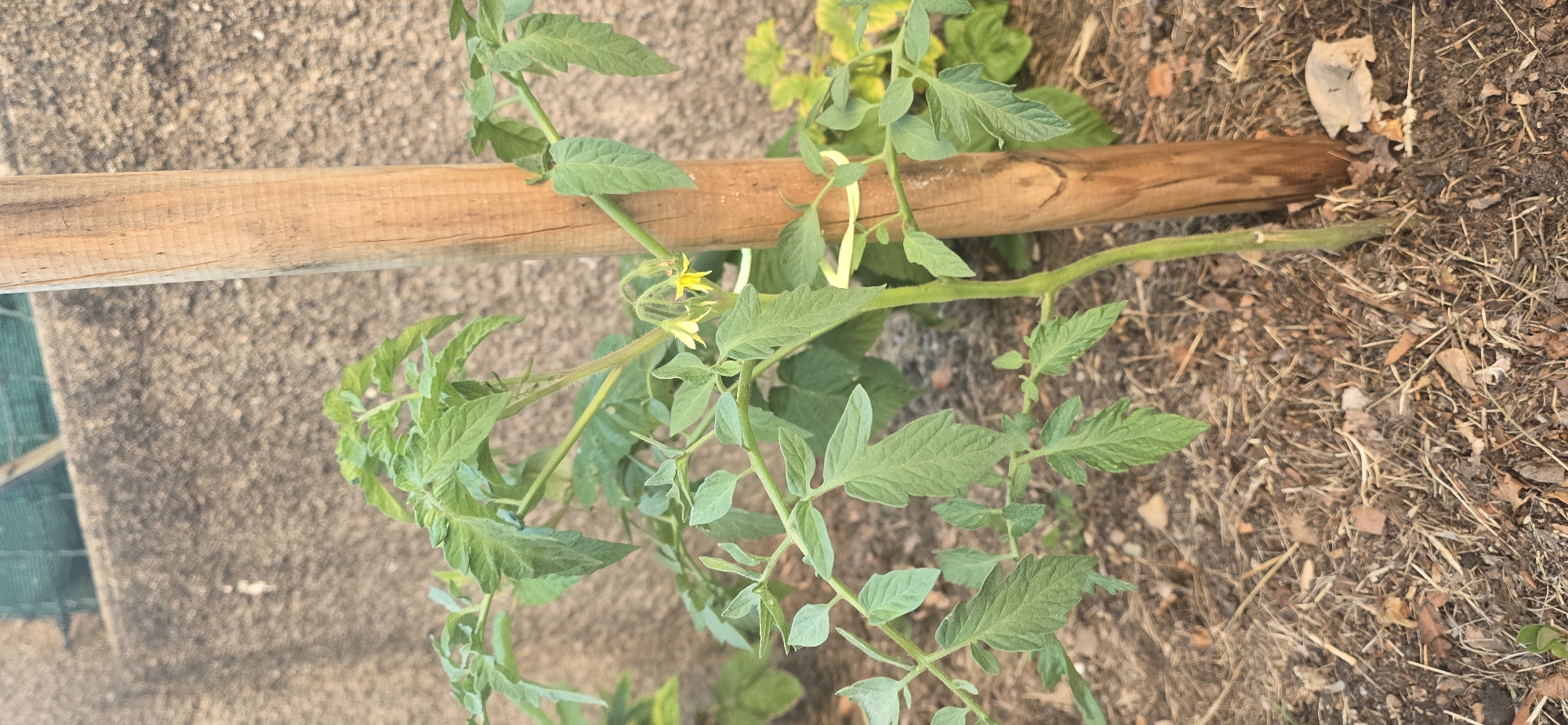 A close-up, eye-level, outdoor vertical shot shows a young tomato plant supported by a wooden stake. The plant has vibrant green leaves and developing yellow flowers. The stake is positioned to the right of the plant, and the background consists of a textured, light brown wall and some greenery. The ground around the plant is covered in mulch and dry grass. The lighting suggests it is daytime.