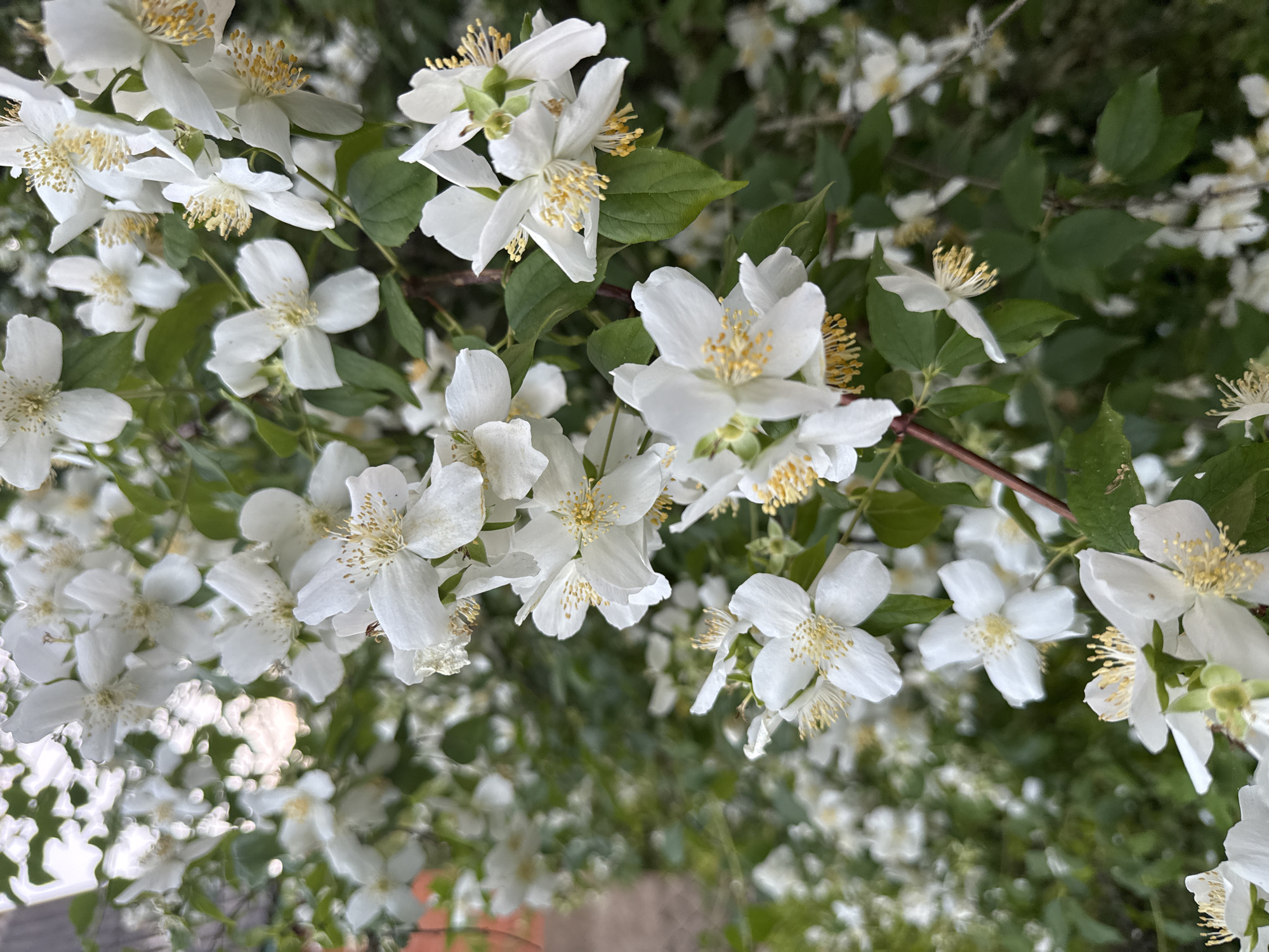 This is a close-up, eye-level shot of a dense cluster of white jasmine flowers. The flowers are the primary subject, with their delicate white petals and yellow stamen clearly visible. Many of the flowers are in full bloom, while others are still buds. The background is a soft blur of green leaves and more white blossoms, suggesting a garden or natural setting. The lighting is natural and appears to be daylight, possibly mid-morning or late afternoon, given the soft illumination and lack of harsh shadows. The image is sharp in the foreground, focusing on a few individual blooms, while the background is out of focus, creating a shallow depth of field that emphasizes the flowers. There is no visible text in the image. The overall impression is one of natural beauty and tranquility, highlighting the abundance and delicate nature of the jasmine flowers. The location context suggests this scene is in Дзержинец-83 Снт, Russia.