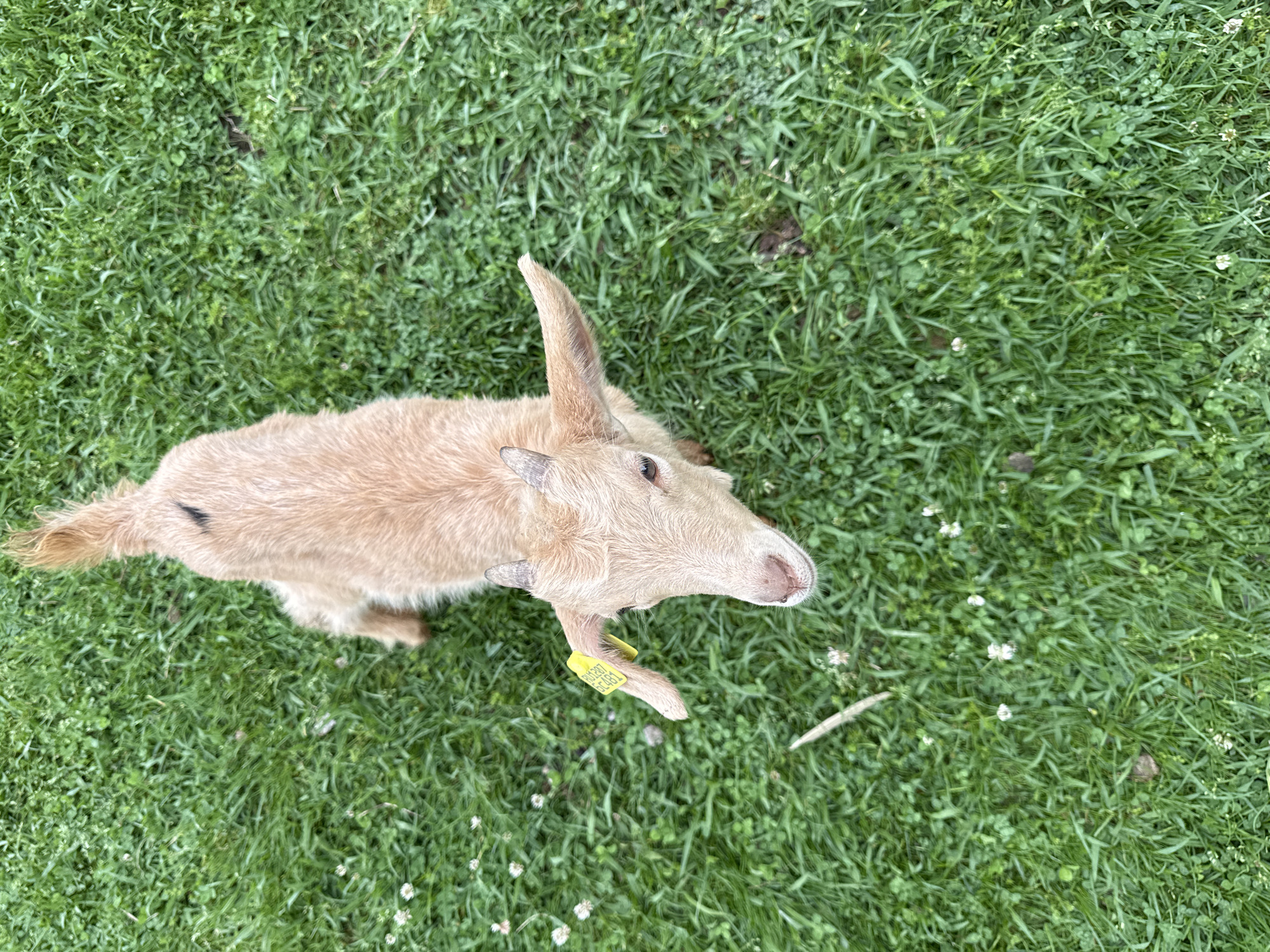 A goat stands in green grass. The goat has tan fur, small horns, and a yellow tag on its neck. The location and relation to the city of Progress, Russia are unknown.
