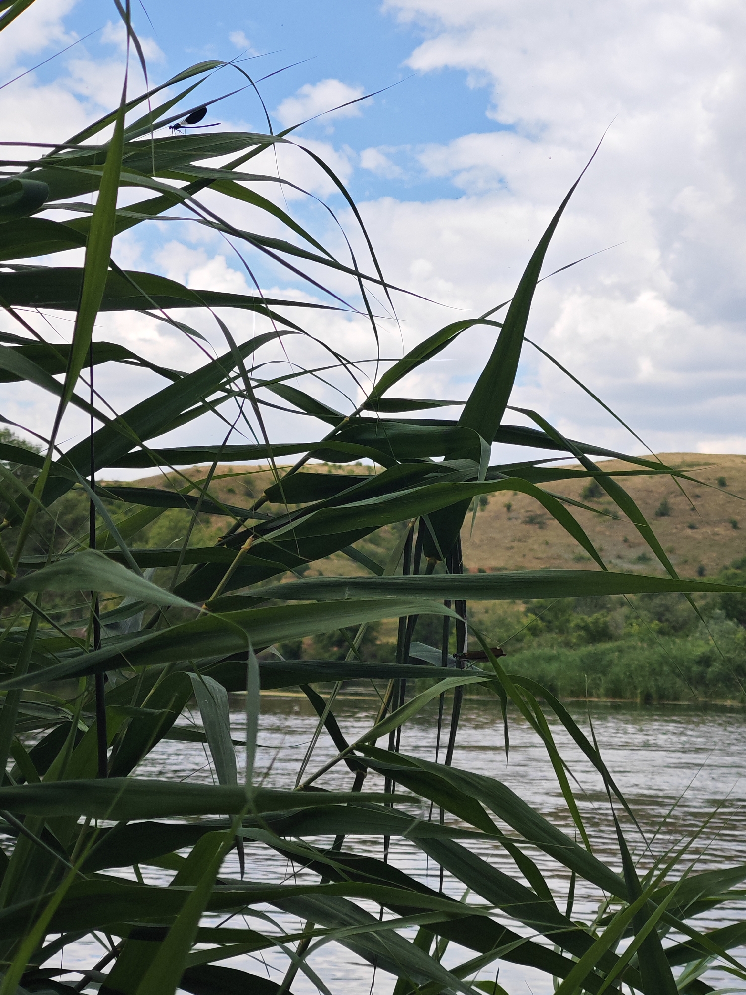 In the foreground of the image, tall green reeds dominate the frame, their long, slender leaves arching and overlapping. Some of these reeds are dark, while others are lighter green, creating a layered effect. In the upper left portion of the image, perched on one of the reed leaves, is a dark silhouette of a damselfly, its wings extended. The sky above is a mix of bright blue and white clouds, with a few small specks that might be insects.
Beyond the reeds, a body of water, likely a river or lake, is visible. The water's surface is rippled, reflecting the light. On the far bank of the water, a rolling, dry, grassy hillside rises, dotted with sparse green vegetation and some scattered bushes. Further in the background, a dense line of green trees creates a solid green band along the horizon. The scene suggests a natural, outdoor environment, possibly a riverside park or wetland area in Krutinskii, Russia, characterized by abundant plant life and a calm body of water under a partly cloudy sky. There are no people visible in the image, and no discernible actions or interactions are taking place. The focus is on the natural landscape and the damselfly.