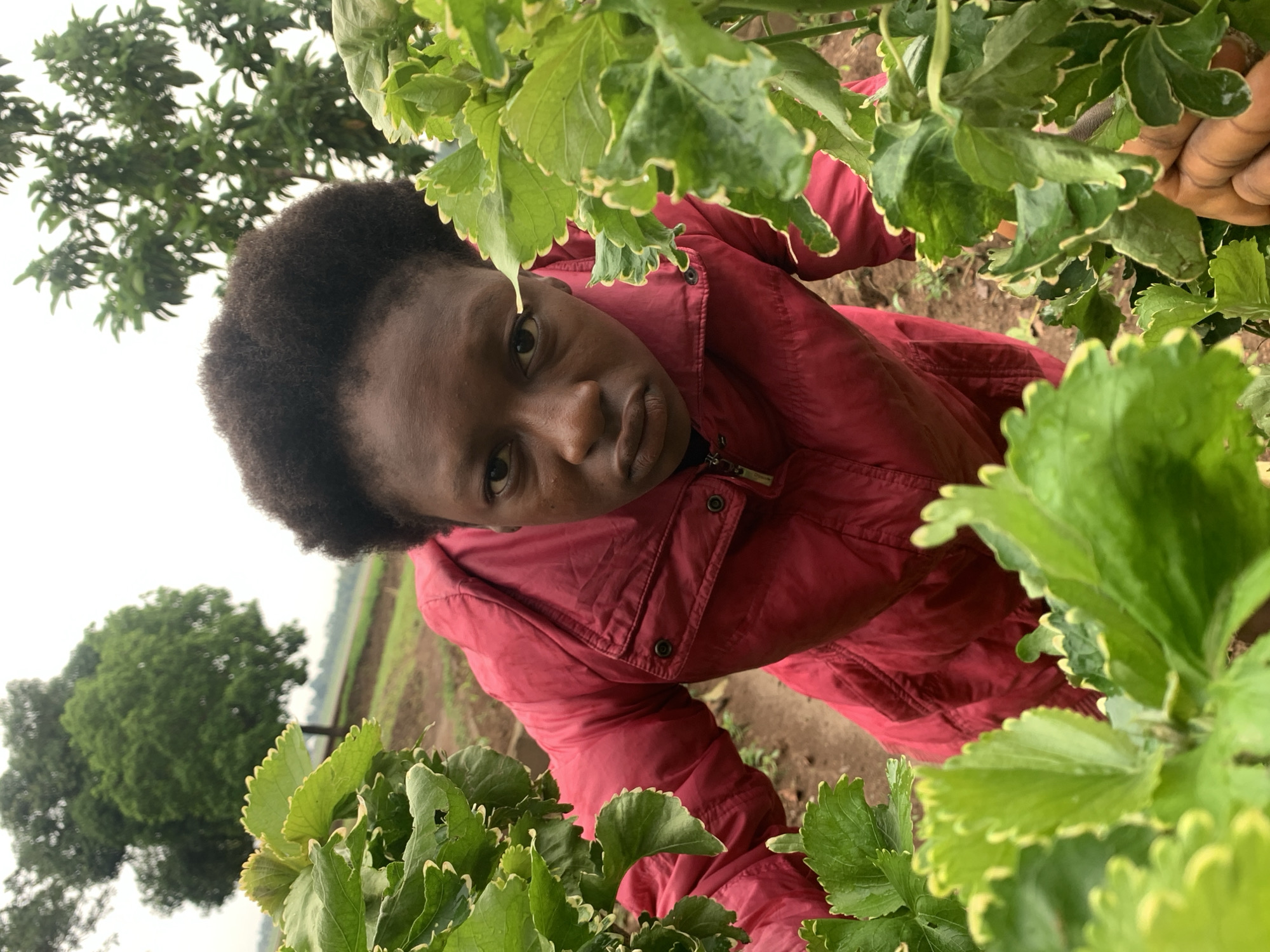 An individual with dark skin and short, dark hair is positioned among green plants with jagged, white-edged leaves. The person is wearing a red jacket. The background shows a field with rows of what appear to be crops, and green trees are visible in the distance. The location is Agban, Nigeria.