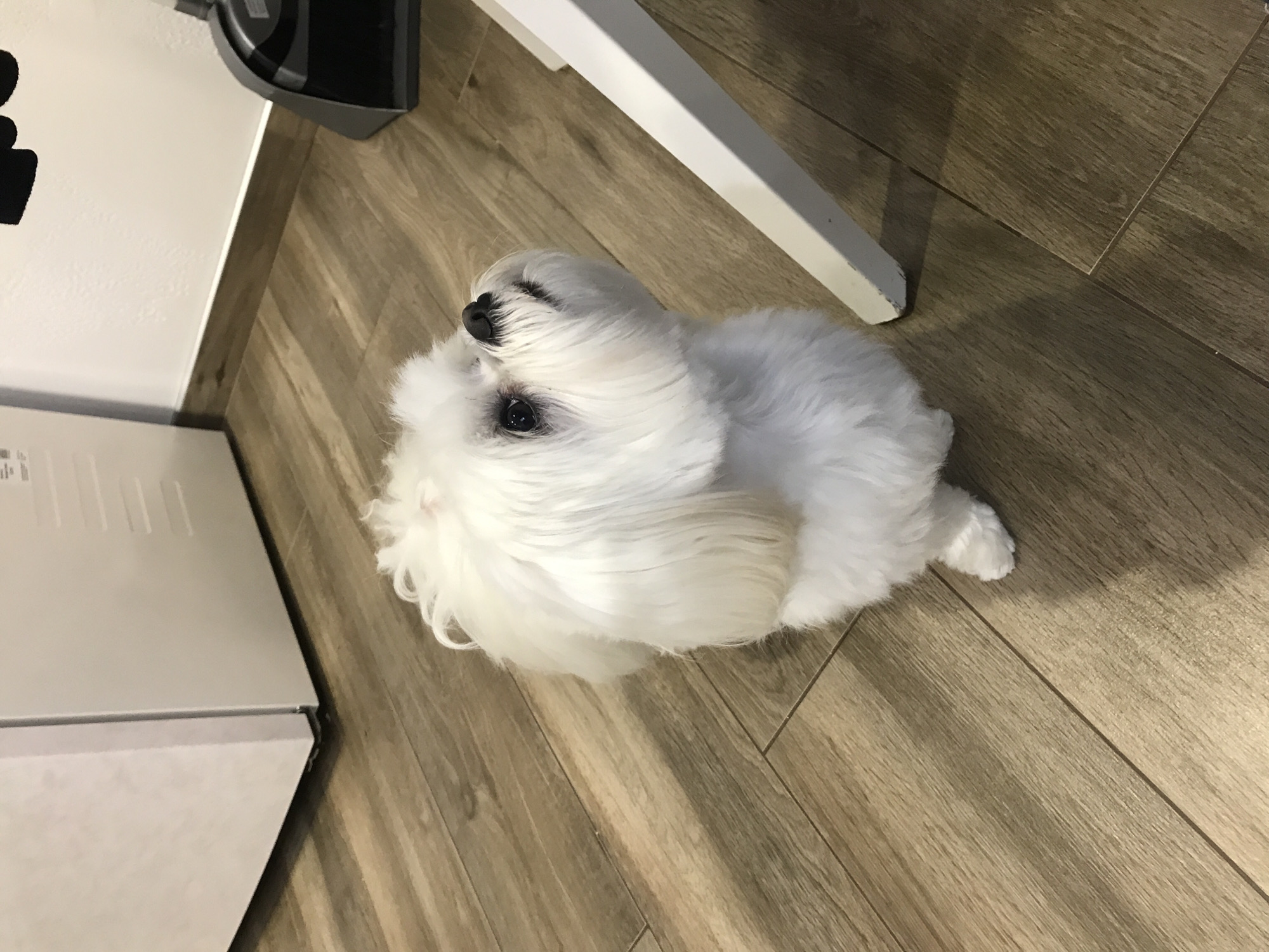 This indoor image, taken in Ternopil, Ukraine, centers on a small, fluffy white dog, likely a Maltese, lying on a light brown wooden floor. The dog is looking upwards, with one of its front paws covering part of its nose and muzzle, suggesting a shy or playful demeanor. Its dark, expressive eyes are clearly visible.
The scene depicts a domestic setting, featuring a wooden floor with visible planks and a white wall in the background. Partial views of household objects are also present: a dark-colored object resembling a vacuum cleaner head is visible in the upper-left, and a section of a white appliance or cabinet can be seen on the left side of the frame. A white leg, possibly from a table or chair, extends into the image from the upper-right. The lighting appears to be natural ambient light, indicating daytime. No discernible text is visible within the image.