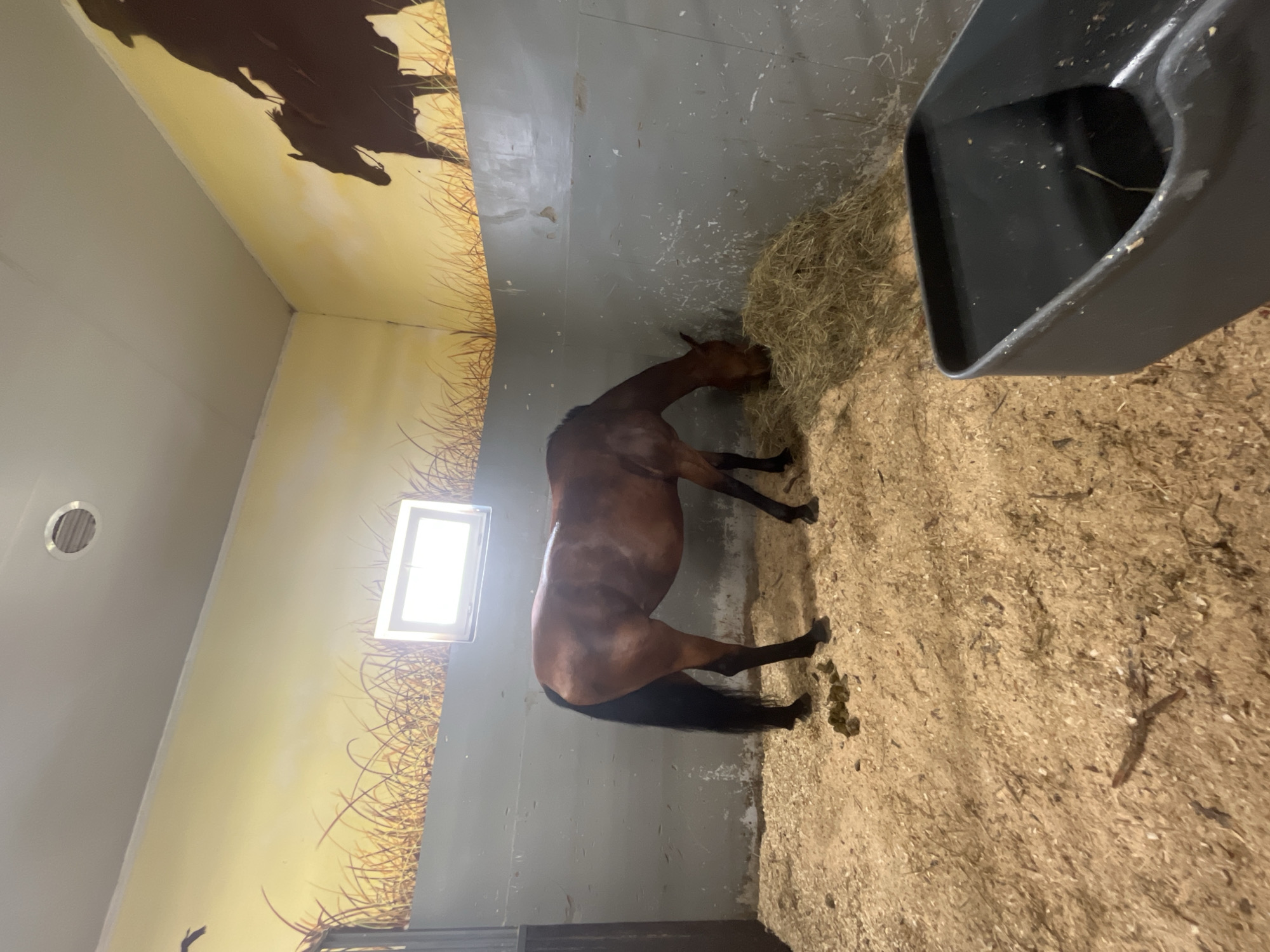 In a horse stall in Kurtsevo, Russia, a brown horse with a black mane and tail is eating hay. The stall has walls painted with a mural of a prairie landscape with galloping horses and grass. There is a small window on the back wall, and the floor is covered in wood shavings. A black plastic feeder is in the foreground. The overall environment is a man-made structure designed for animal husbandry.