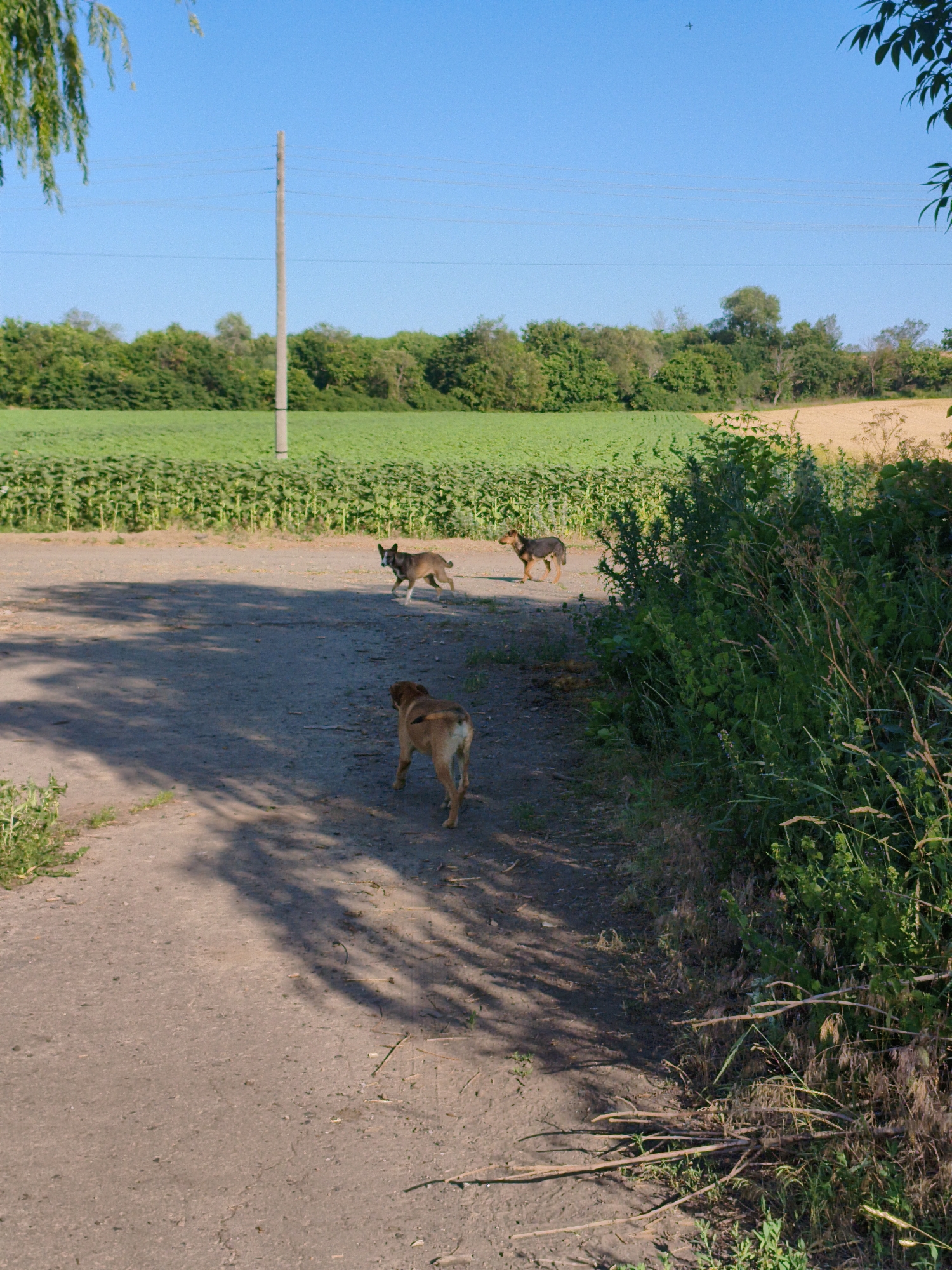A dirt road cuts through a rural landscape under a clear blue sky. Three dogs are walking on the road. One dog, a brown and black mixed breed, is walking towards the right side of the frame, looking back over its shoulder. Another dog, a tan mixed breed, is walking away from the camera toward the upper left of the frame. The third dog, a tan mixed breed with a black saddle marking, is walking away from the camera towards the upper right of the frame.
The road is bordered by lush green foliage on the right and a field of sunflowers on the left. In the distance, a line of trees separates the sunflower field from a pale yellow field. A wooden utility pole with power lines runs vertically behind the sunflower field, breaking the monotony of the horizon. The sunlight casts long shadows across the road, indicating it is likely late afternoon. The overall impression is one of a peaceful, rural day.