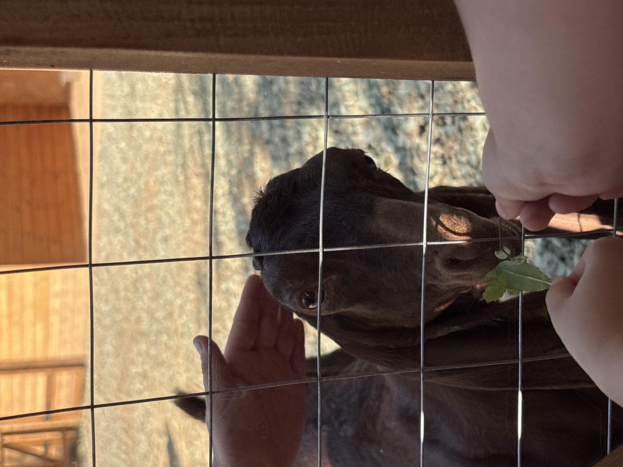 A brown goat is being fed a leaf by a person's hand through a wire fence. Another hand is petting the goat's head from behind the fence. The background appears to be an outdoor enclosure with wooden structures. The scene is likely at a petting zoo or farm.