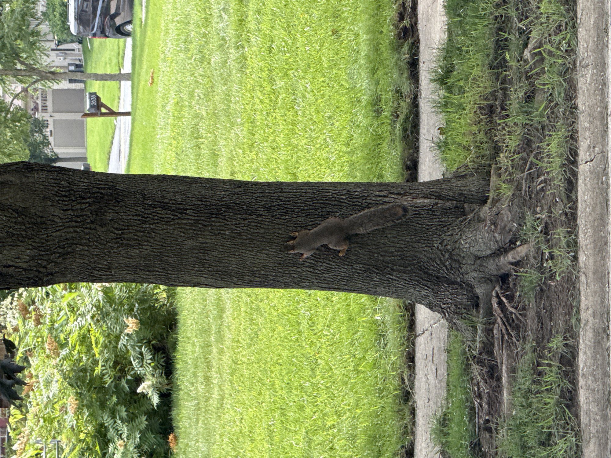 A gray squirrel is climbing up the trunk of a large tree. The squirrel is positioned on the lower half of the tree trunk, facing to the left. Its tail is extended horizontally behind it. The tree trunk has rough, dark bark. To the left of the tree trunk is a vibrant green lawn. Further in the background on the left, there are houses and a parked vehicle. To the right of the tree trunk, there is a concrete pathway bordered by grass and dirt. The scene appears to be outdoors, likely in a residential area, given the presence of houses and a lawn. The lighting suggests it is daytime, with no specific indicators of the time of day or weather conditions beyond ample daylight. The image is oriented vertically, with the top of the frame showing the base of the tree and the bottom showing more of the lawn and the base of the tree trunk. There is some text on a mailbox in the background that reads "2638".