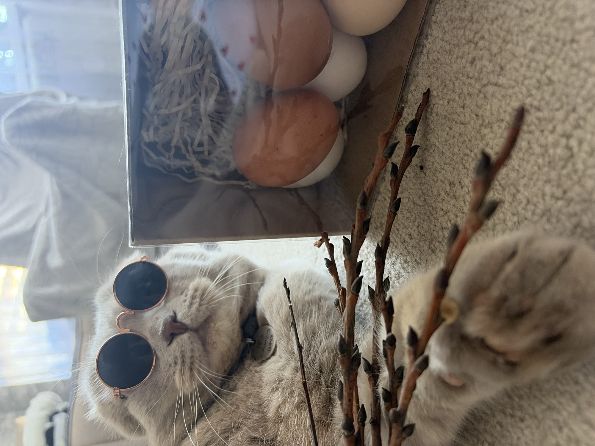 A tan cat wearing sunglasses lies near a clear plastic container holding two brown and two white eggs nested in shredded paper. Beside the cat and container are several brown twigs with buds. The cat wears a tag with the word "Лимон" (Lemon) in Cyrillic, indicating that this image was likely taken in a Russian-speaking area. The specific location is Chaikovsky, Russia.