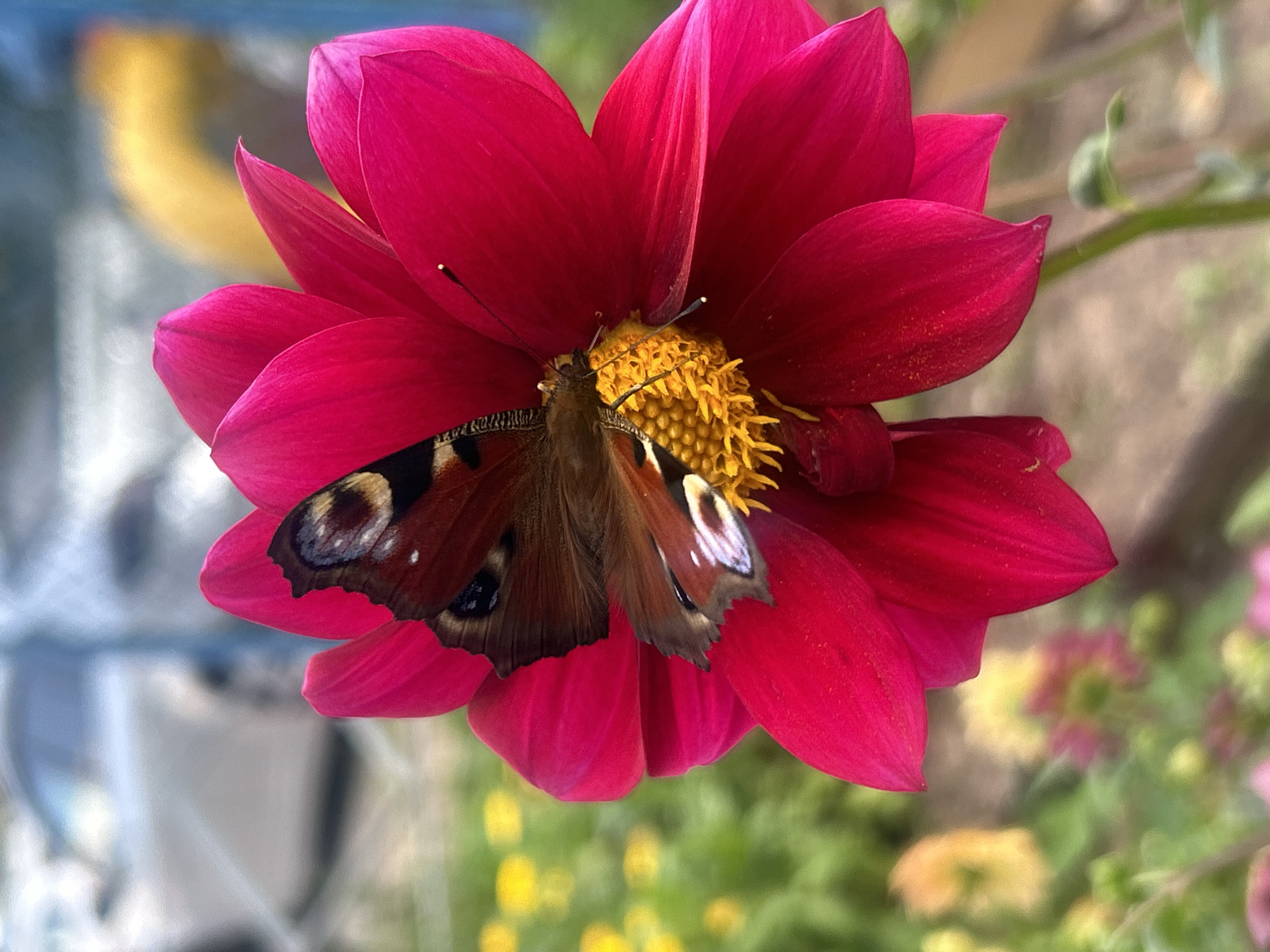 A peacock butterfly is perched on a vibrant fuchsia dahlia flower. The butterfly's wings are open, revealing intricate patterns of dark brown, orange, and blue eyespots. The dahlia's petals are a rich, velvety pink, with some appearing slightly curled. The flower's center is a cluster of bright yellow stamens, where the butterfly is feeding. In the background, the scene is softly blurred, showing hints of other flowers and foliage, with a light-colored vehicle and a yellow object visible further back. The overall lighting suggests it is daytime, likely outdoors. This image is not located in the city of Chaikovsky, Russia.