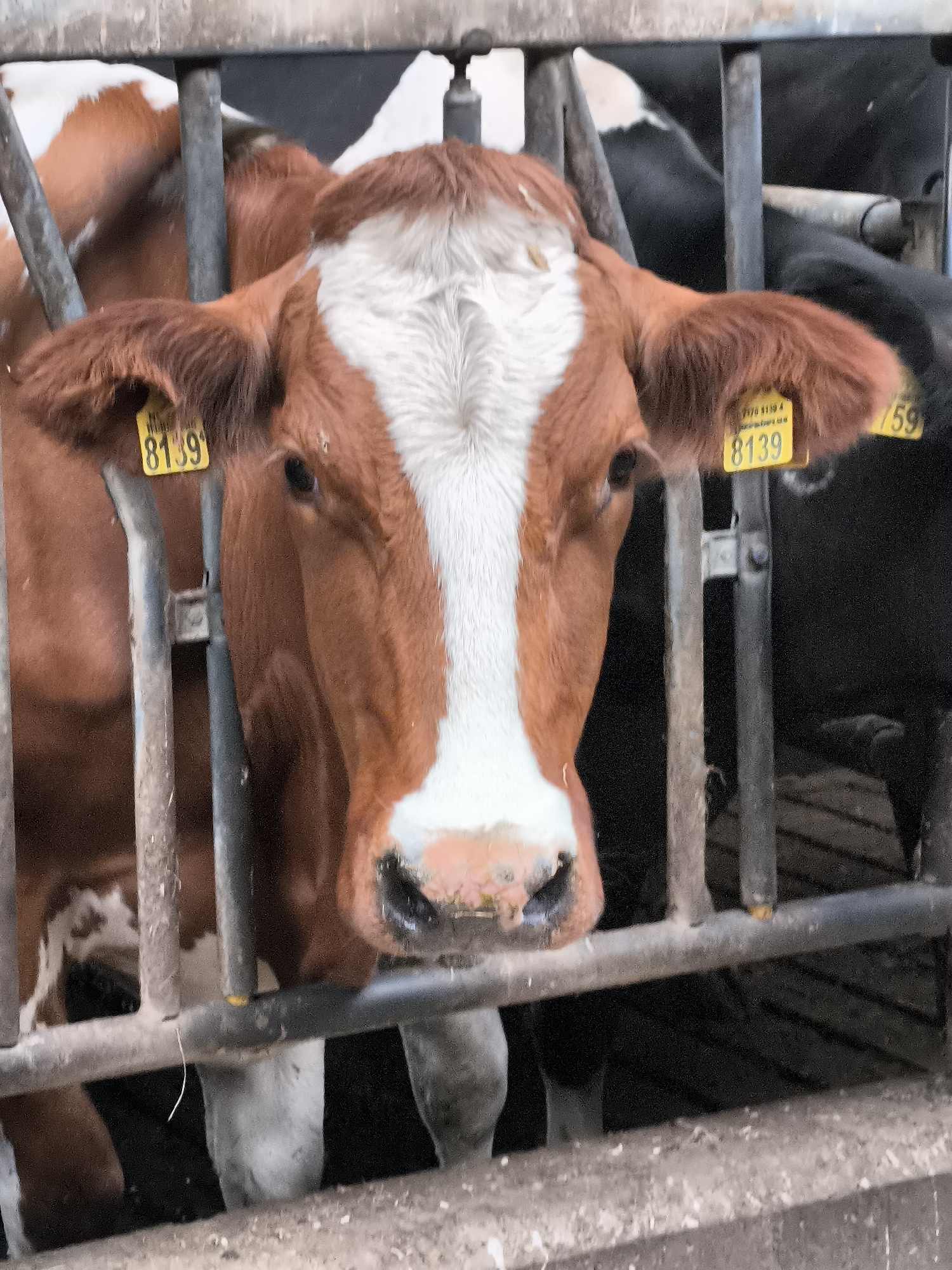 The image shows the head of a brown and white cow, wearing a yellow tag with the number "8139" on its left ear. The cow is behind a metal fence in what appears to be a barn or livestock enclosure. Another cow, mostly black, is visible behind the brown and white cow, also wearing a yellow tag, though the number is partially obscured. The scene suggests a typical farming environment. The lighting appears to be natural, suggesting daytime, though no specific weather conditions are evident. The cow's expression is neutral, with its eyes open and looking forward. The setting appears to be in Bergen, Netherlands, based on the provided location context. The image is a close-up, focusing on the cow's face and the immediate surroundings. There is some dust and debris visible on the ground and on the fence, consistent with a farm setting.