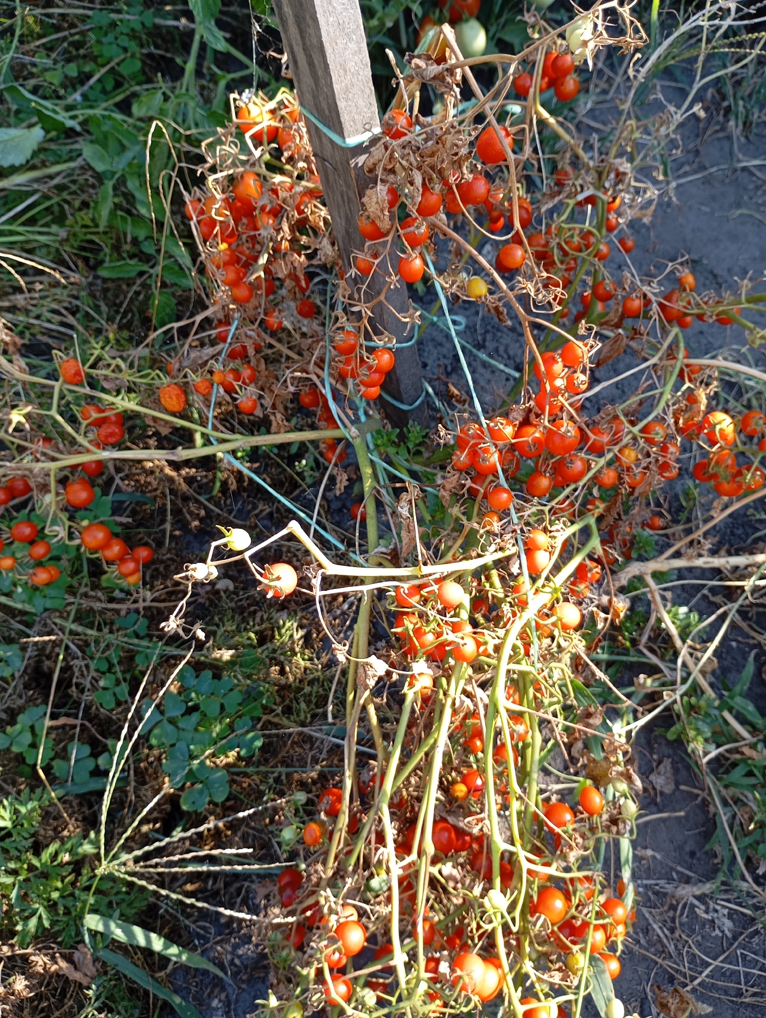 The image depicts a cluster of ripe cherry tomatoes growing on a vine supported by a wooden stake. The tomatoes are small and round, with a vibrant red color, and some are still green or yellow, indicating they are at various stages of ripeness. The vine is intertwined with dry, brown leaves and stems, suggesting it is nearing the end of its growth cycle. The surrounding environment appears to be a garden or agricultural setting, with dry earth and some greenery visible in the background. The scene is captured in daylight, with shadows cast by the tomatoes and stake. The location is specified as Horishni Plavni, Ukraine.