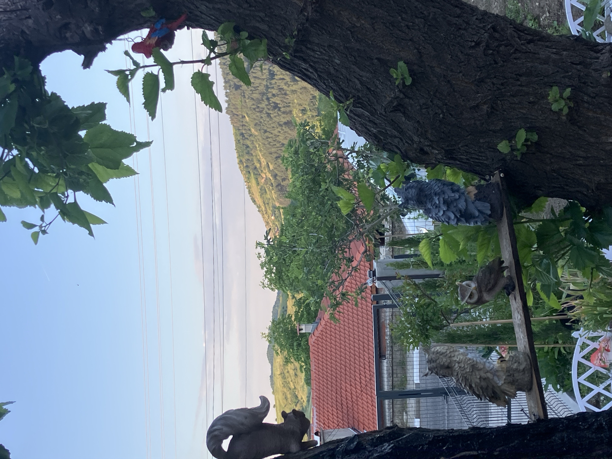 The image shows a view from within a tree, possibly in a residential area near Komuniga, Bulgaria. In the foreground, there are tree branches and leaves, with decorative figures including a squirrel and owls placed among them. Beyond the tree, a red-tiled roof of a building is visible, with a metal fence and other residential structures. In the background, a hillside covered in green vegetation rises into the sky. Overhead power lines cross the sky. The sky is light blue with a hint of sunrise/sunset on the horizon.