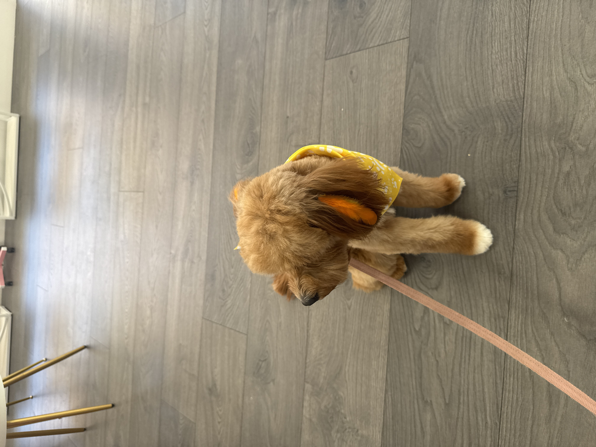 A golden doodle dog with a yellow bandana is standing on a wooden floor. The dog is looking to the left, and a pink leash is attached to its collar. The image is taken from a high angle, showing the dog's full body and the floor. The background is blurred, but it appears to be an indoor setting with some furniture visible. The dog's fur is well-groomed, and it has a fluffy tail. The bandana has a white pattern on it, possibly flowers or dots. The floorboards are light gray and have a wood grain texture. The lighting in the image is soft and natural.