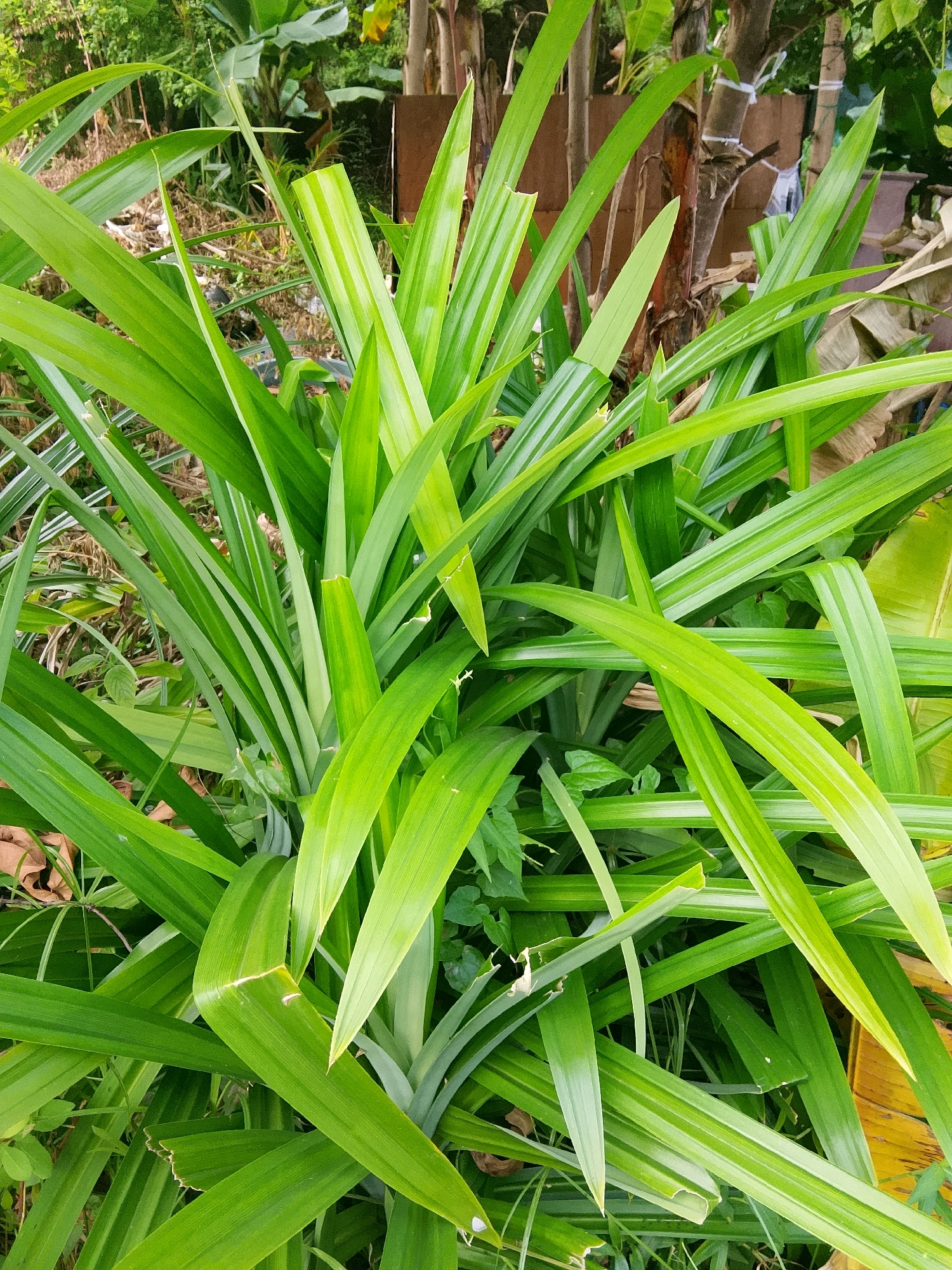 The image shows a close-up view of a patch of pandan plants, characterized by their long, slender, bright green leaves. The leaves are arranged in a dense cluster, with some leaves overlapping others. The texture of the leaves appears smooth and somewhat waxy, with visible veins running along their length. Some leaves show slight fraying or damage at the edges. In the background, out of focus, are glimpses of vegetation, including what appears to be banana leaves and possibly some dry plant debris. There are also hints of wooden structures or fencing and possibly a brown vertical element that could be a tree trunk or post. The overall impression is of a natural, outdoor setting. The image was taken in Padang, Indonesia.