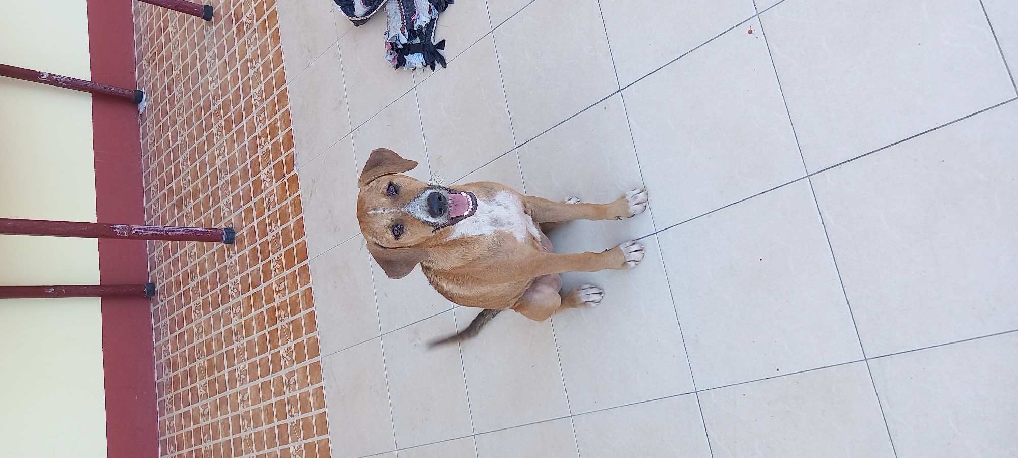 The media file displays an outdoor scene, likely a patio or balcony, featuring a single dog. The primary subject is a medium-sized dog with light brown (tan/caramel) fur, a white chest, and a white stripe running down its snout. Its ears are floppy brown, and its dark eyes are looking directly at the camera. The dog is sitting upright on the ground with its mouth open, revealing its tongue and teeth, giving it a happy or panting expression.
The setting includes two distinct types of tiled flooring. On the left, a section of the floor features small, intricate square tiles with a repetitive floral or leaf pattern in shades of brown and reddish-brown. This section is bordered by a dark red strip, which separates it from a light yellow wall. Four dark red metal railings, possibly part of a fence or barrier, extend vertically from this patterned tiled area, each with a black cap at its base. The rest of the ground, where the dog is predominantly sitting, is covered with larger, lighter-colored (off-white/beige) square tiles with dark grey grout lines. In the upper background, on the lighter tiled floor, a pile of folded or crumpled fabric, appearing to be clothing or a blanket with various colors (black, white, purple, blue), is visible.
The scene is brightly lit by natural light, suggesting it is daytime and likely sunny. The dog appears alert and cheerful, engaging with the photographer. The overall impression is one of a friendly pet in a relaxed, outdoor home environment, possibly in Baan Chaloklum, Thailand, given the context. There is no visible text in the image.