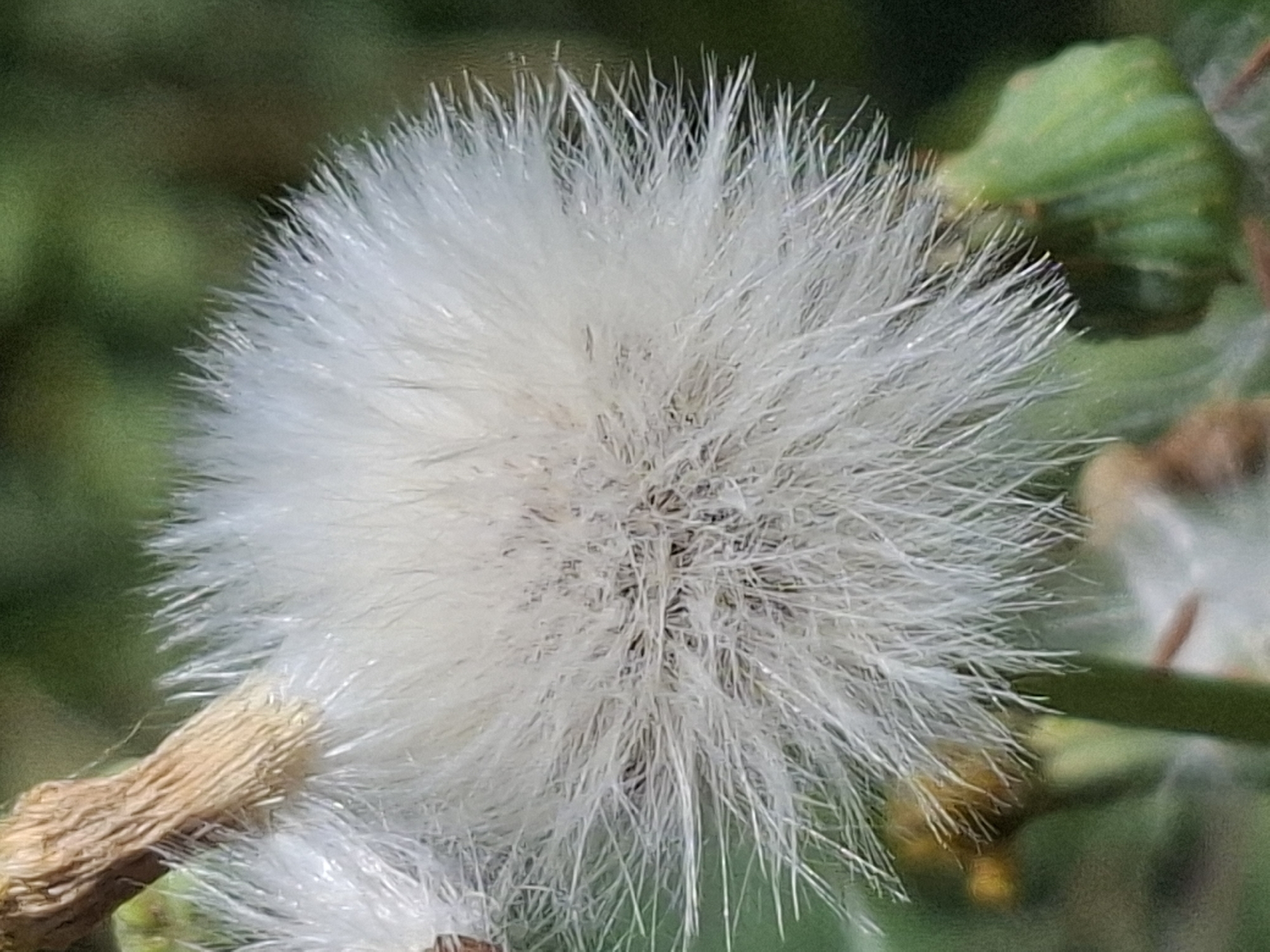 A close-up shot focuses on a white, fluffy seed head, likely from a dandelion or a similar plant, against a blurred green background. The seed head is composed of numerous fine, wispy filaments radiating outwards. A dry, fibrous stem is visible on the left side, anchoring the seed head. In the background, hints of green foliage and possibly other plant parts can be discerned. There is no indication of any specific location within the city of Almaty, Kazakhstan, in this image.