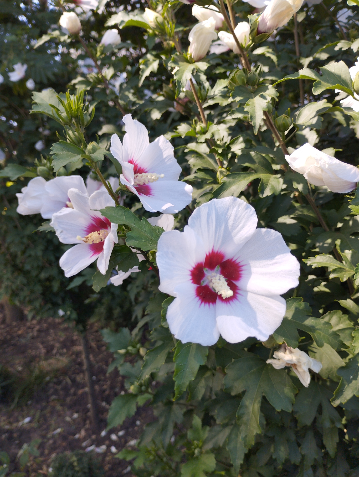 The image shows a close-up of a flowering bush with white hibiscus flowers with red centers. The flowers are in various stages of bloom, with some fully open and others still in bud. The leaves of the bush are green and serrated. In the background, there is a blur of green foliage and some dappled sunlight. The ground beneath the bush is visible, appearing to be soil with some scattered fallen petals. The scene is likely outdoors, possibly in a garden or park. No people or animals are visible in the image.