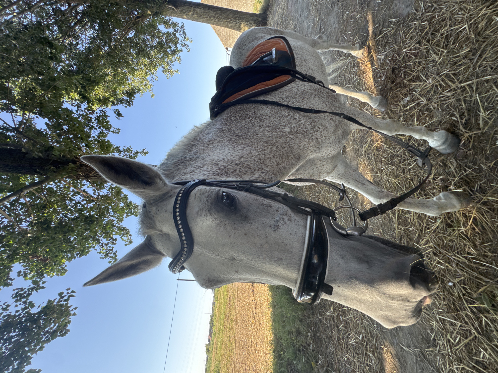 A dappled grey horse stands outdoors, facing left with its head turned towards the camera. The horse is wearing a black bridle adorned with rhinestones and a saddle pad with orange and black accents. The horse is positioned in a dirt and straw-covered area, with a field and trees in the background under a clear blue sky. The image does not provide enough information to determine the specific location in Estaimpuis, Belgium.