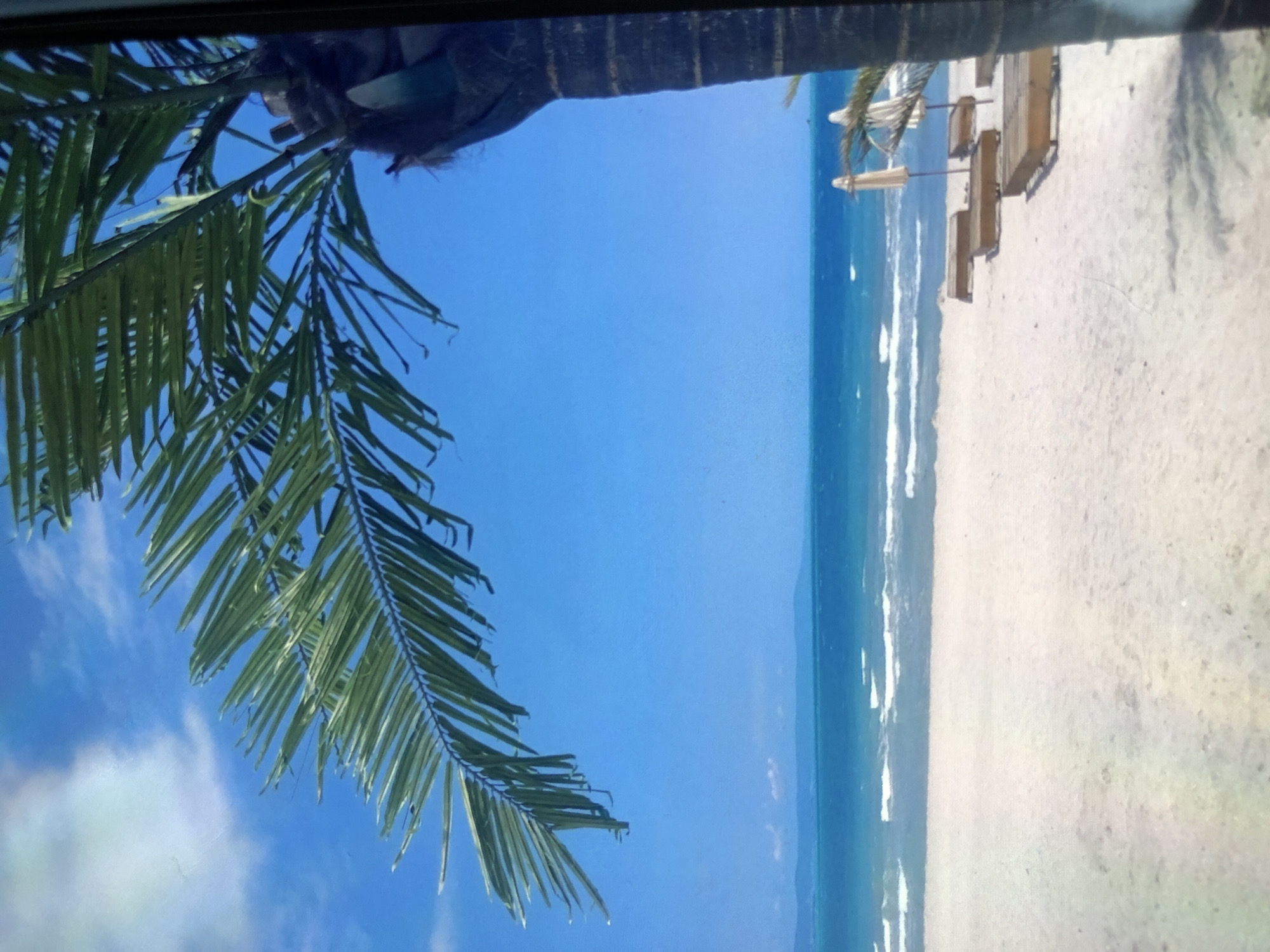 The image depicts a beach scene on a sunny day. In the foreground, a palm tree trunk and its fronds partially obscure the view, extending from the upper left corner towards the center. The sky is a vibrant blue, with some wisps of white clouds visible. Adjacent to the sky is the ocean, a turquoise color that gradually turns into white as the waves break on the shoreline. The beach itself is a sandy expanse, populated with beach chairs and umbrellas. The scene appears to be a coastal resort or beach area. The city and state are unknown.