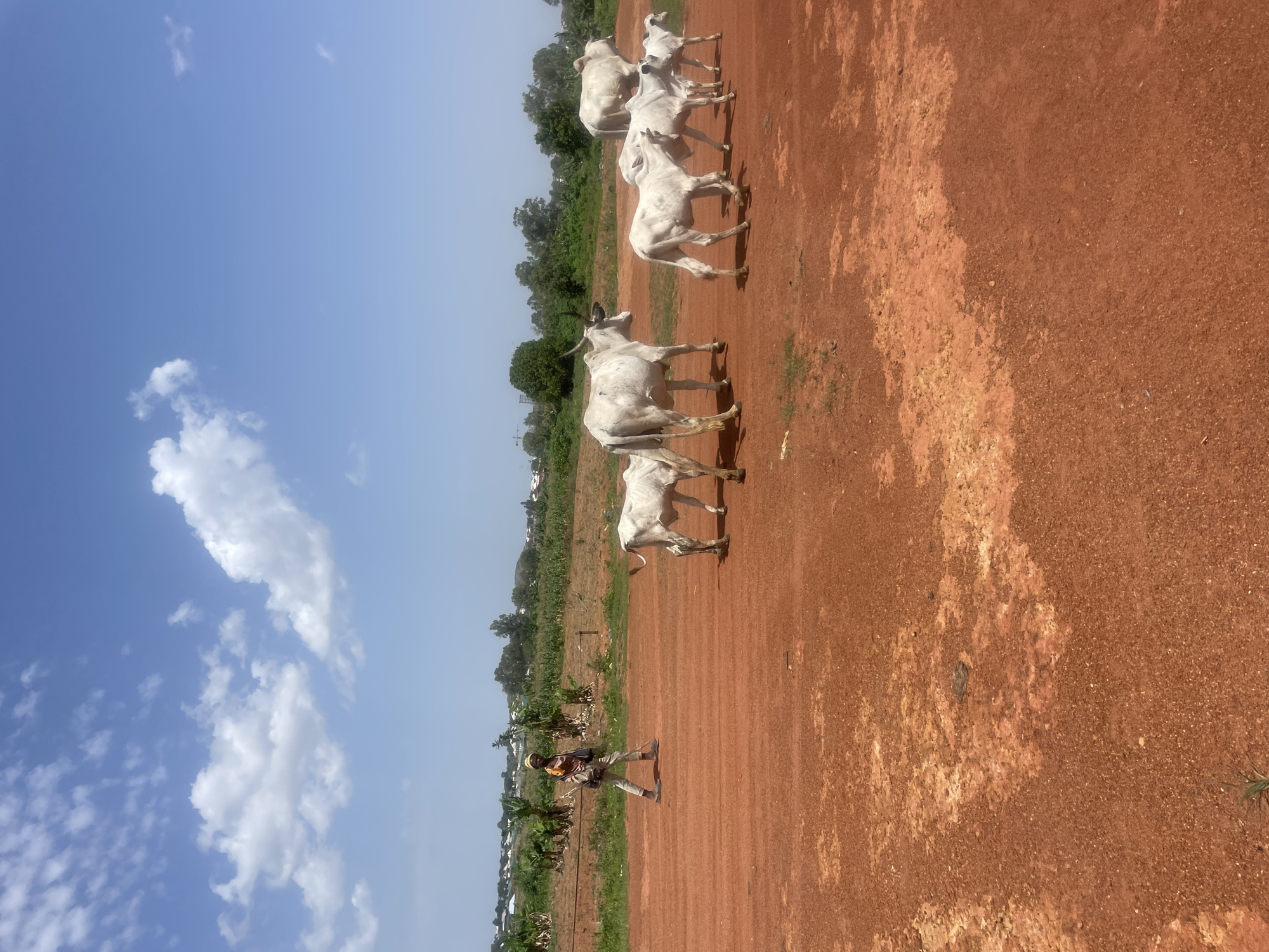 The image shows a rural scene in Jos, Nigeria. A herd of light-colored cattle is walking along a reddish-brown dirt road. A man stands near the edge of the road, seemingly herding the cattle. The background consists of green vegetation and trees. The sky is blue with scattered white clouds.