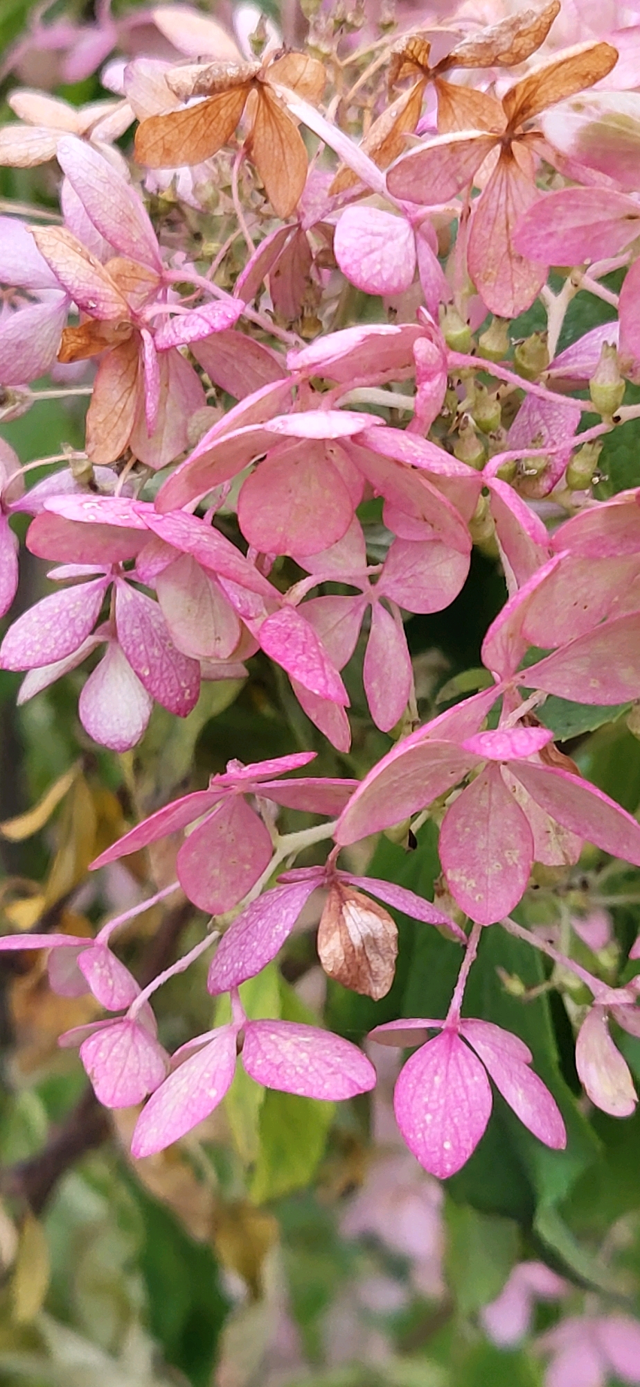 The image shows a close-up, vertical, full-frame shot of a cluster of pink hydrangea flowers with some dried brown petals. The flowers are in various stages of bloom and decay, with some appearing wilted and others still vibrant. The background is softly blurred, with hints of green foliage and possibly some yellowed leaves, suggesting an outdoor setting in a garden or park. There are no people or visible actions. The lighting appears to be natural and diffused, possibly indicating an overcast day or the flowers are in shade. No specific location within Oskemen, Kazakhstan, can be determined from the image itself; it is a general botanical scene.