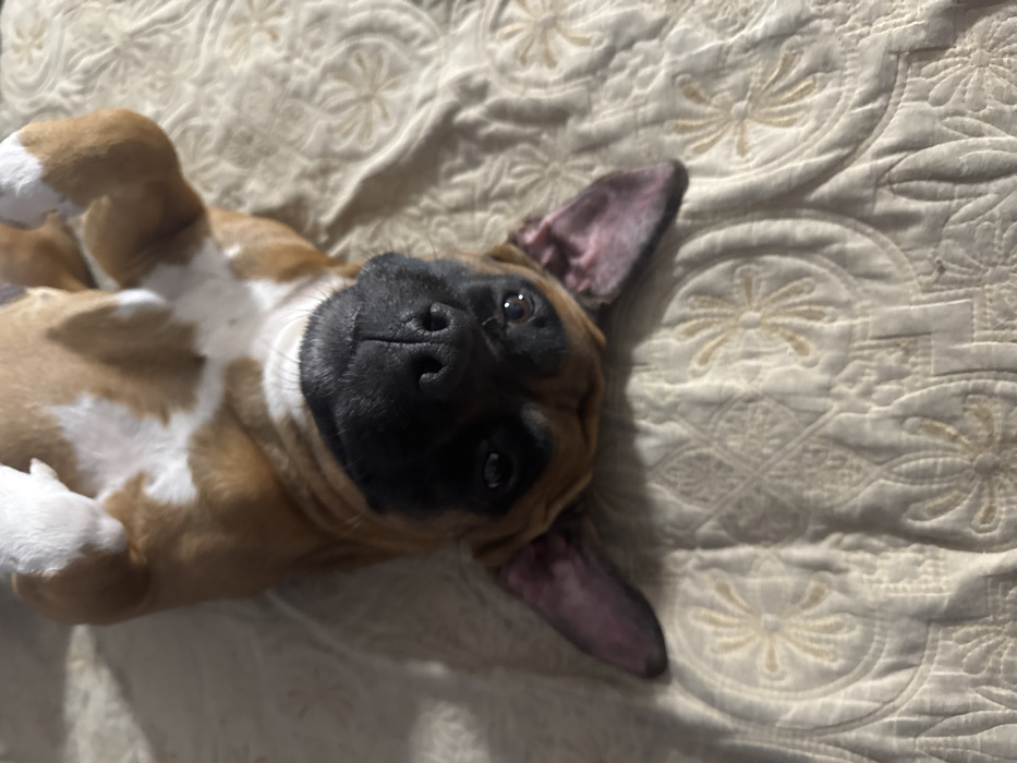 An inverted overhead shot depicts a brindle and white dog, likely a Boxer or similar brachycephalic breed, lying on its back on a light-colored, quilted bedspread. The dog's head is positioned towards the bottom of the frame, showcasing its black nose and dark, alert eyes. Its small, floppy ears, with a pinkish interior, extend outwards. The dog's body, primarily fawn or light brown with distinct white markings on its chest and paws, is visible with its limbs gently curled inwards. The background consists entirely of the quilted fabric, which is cream or light beige with a repeating pattern of light brown, stylized floral or starburst motifs. The precise location within the city of Chaikovsky, Russia, is not ascertainable from the visual evidence; the scene is consistent with an indoor domestic setting. There are no people visible.