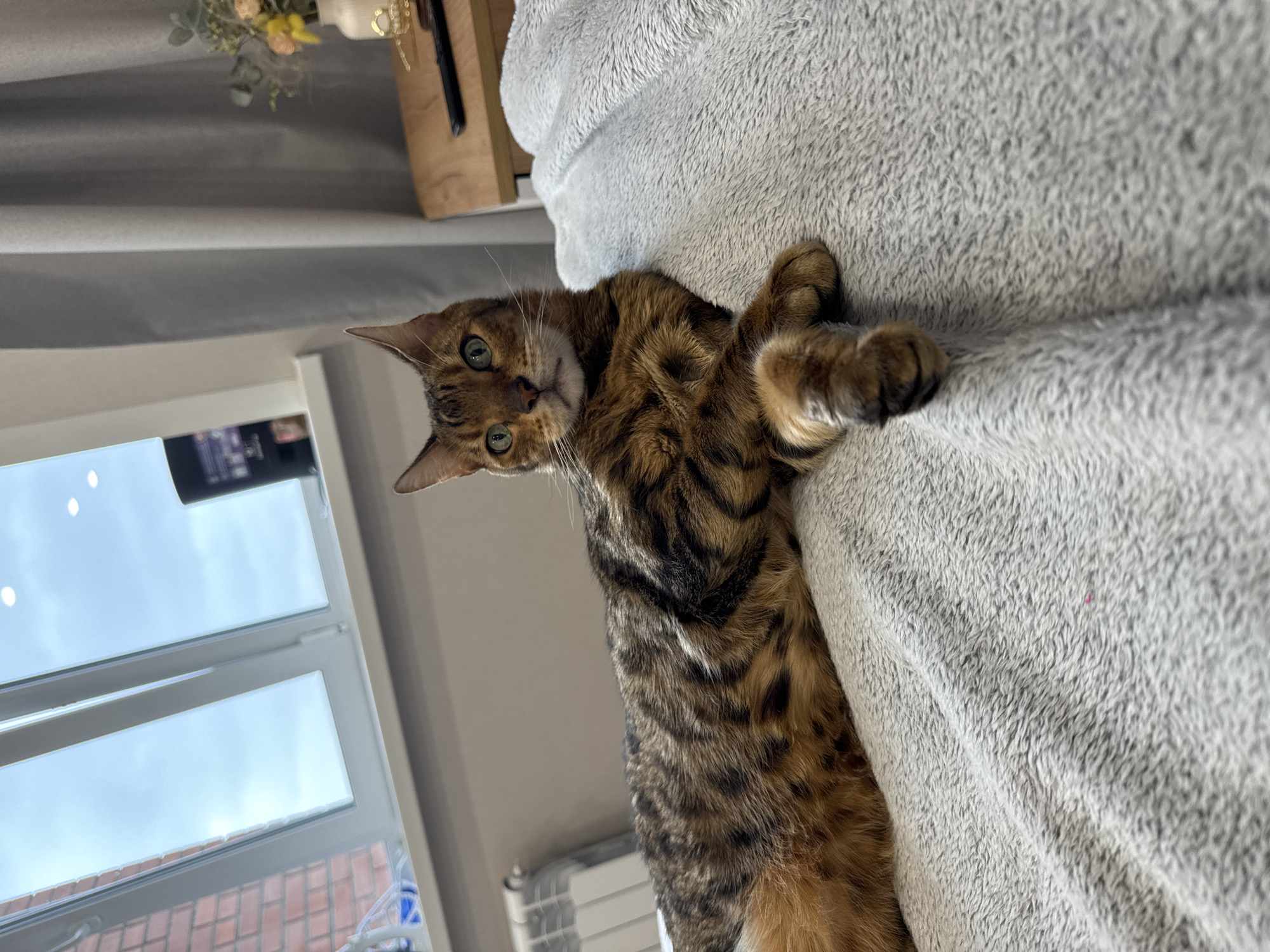 A Bengal cat is lying on a gray, textured blanket or throw. The cat has distinctive markings, with a pattern of brown and black spots and stripes. The cat is positioned at an angle, with its head tilted towards the camera and its body extending diagonally across the frame. The cat's green eyes are visible. A window is visible in the background, revealing a view of the sky and building exteriors. A wooden shelf or structure with some decorative items on it can be seen in the background.