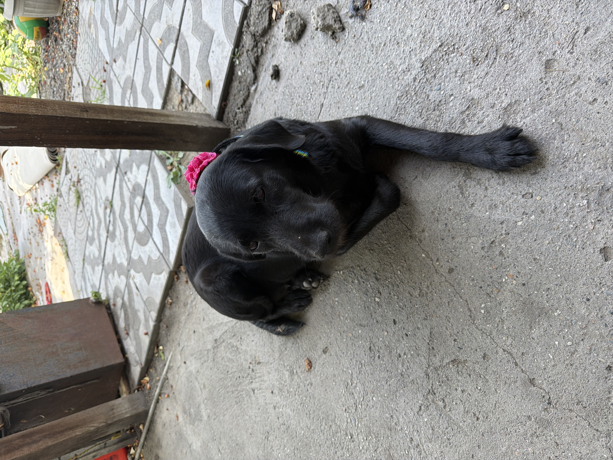A black dog with a pink flower accessory on its head is lying on a concrete surface in what appears to be a courtyard or backyard. The dog is looking to the left of the frame. In the background, there is a wooden post, a metal structure, and patterned tiles. There are also some fallen leaves and debris scattered around the area. The scene suggests an outdoor setting, possibly in a residential area. This image could be from Semey, Kazakhstan, given the context provided, suggesting it is a scene from the city.