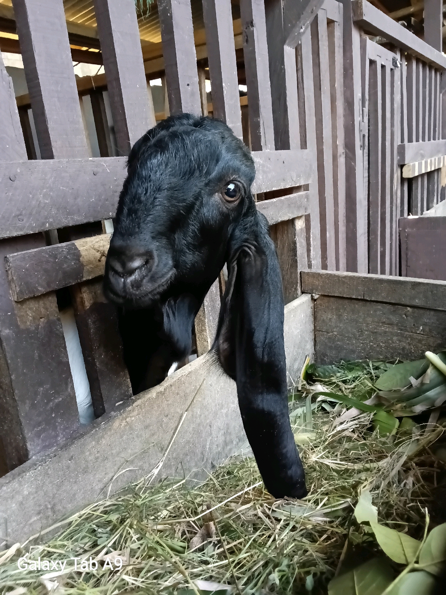 A close-up, medium shot captures a black goat with long, floppy ears peeking through a wooden fence. The goat's head and neck are prominently displayed, with its face turned slightly to the left, looking directly at the camera. The background consists of a rustic wooden enclosure, with vertical planks forming the walls and a glimpse of a roof structure above. The goat is positioned within a feeding pen, as evidenced by the hay and greenery scattered in the foreground. The lighting suggests an outdoor setting, possibly during the day. The image was taken in Trenggalek, Indonesia.