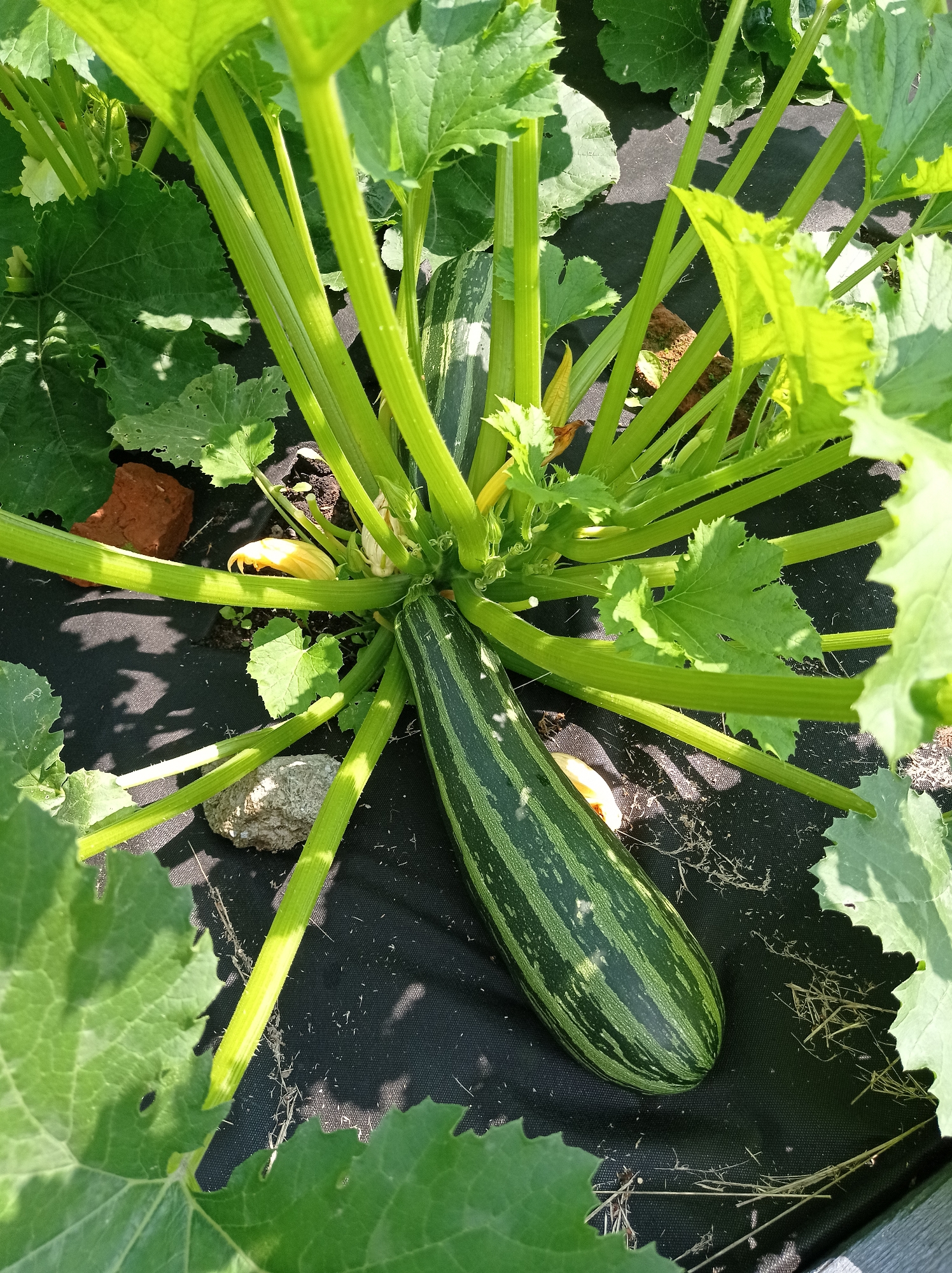 A zucchini plant with a mature zucchini and blossoms is growing in a garden bed covered with black landscaping fabric. The zucchini is elongated with dark green stripes against a lighter green background. Several thick, ribbed stems support large, green, lobed leaves. Small yellow blossoms are visible among the foliage. The environment appears to be an outdoor garden. The image does not contain any information to determine its location within the city of Degtyarsk, Russia.