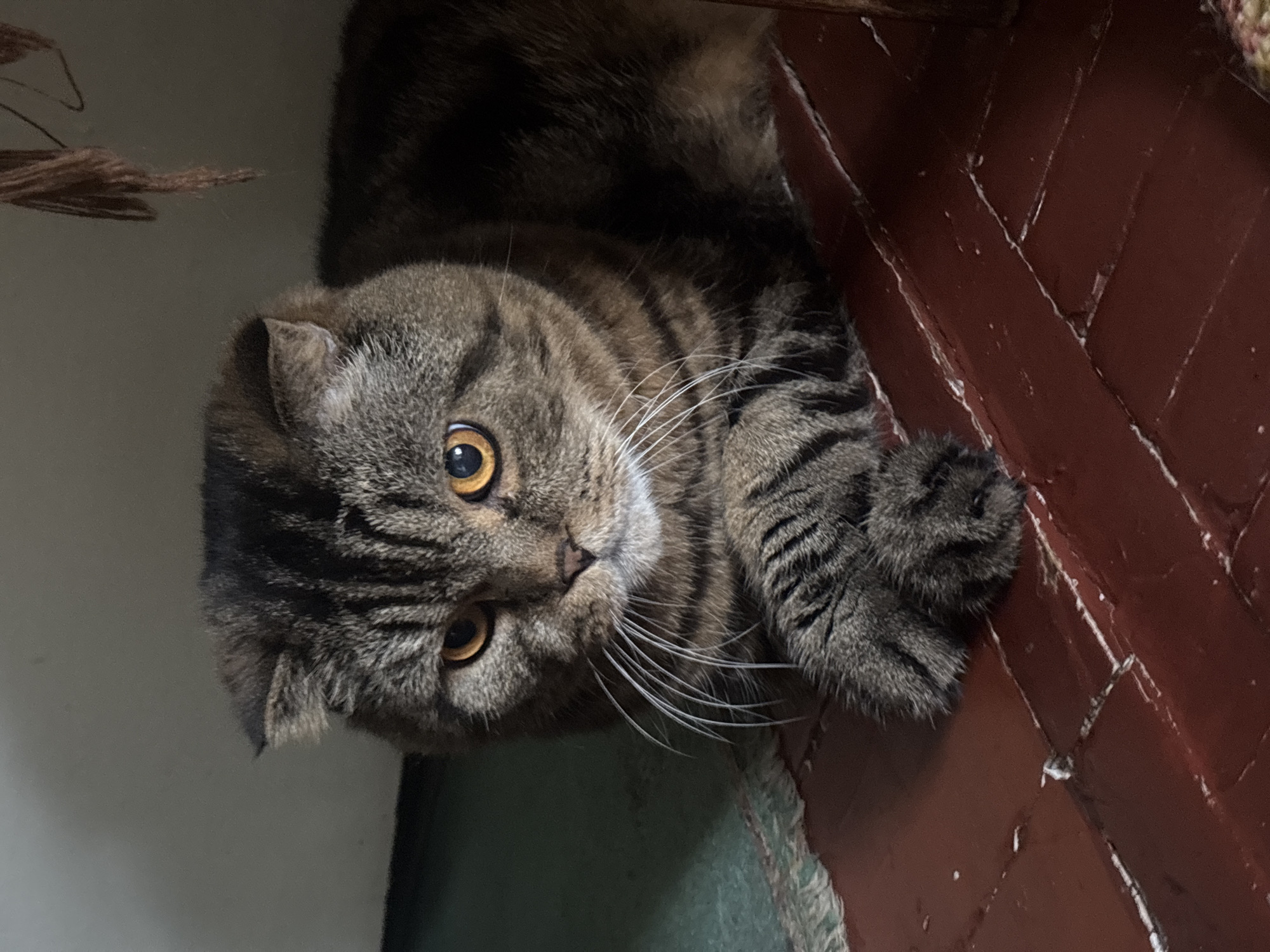 A close-up shot captures a Scottish Fold cat resting indoors. The cat has distinctive folded ears and tabby markings, with amber eyes that are wide open and focused. Its front paws are crossed in front of its chest. The cat is positioned on a dark red, tiled floor with visible grout lines. To the left of the cat, a portion of a rug with a geometric pattern is visible. The background consists of a plain, light-colored wall and a dark area above and to the right, suggesting it is in a dimly lit indoor space, possibly under furniture. A frayed, brown material hangs down from the top right corner of the frame.