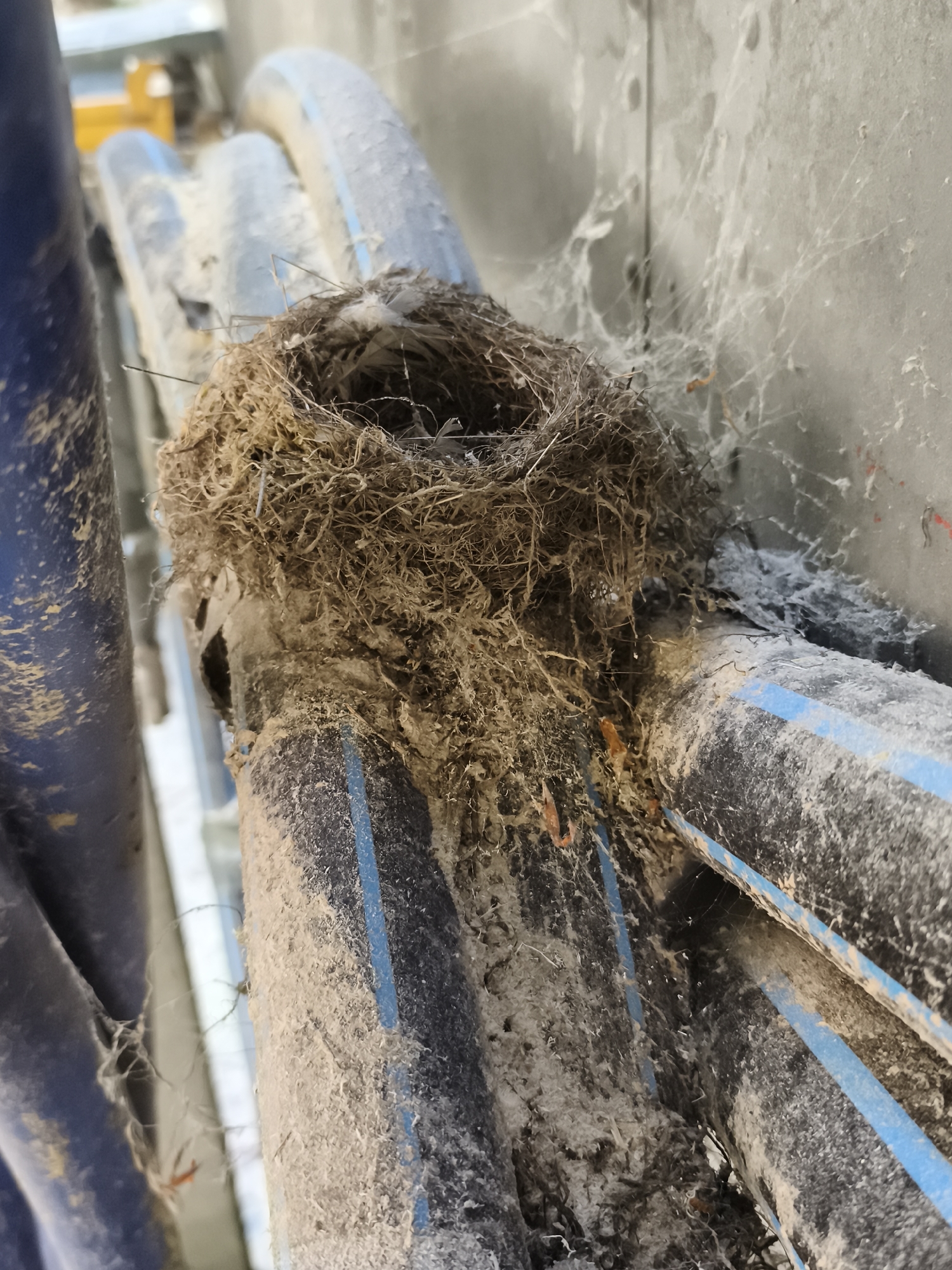 The image depicts a bird's nest constructed from dried grasses and possibly other organic materials, situated on a bundle of industrial pipes. The pipes are dark, with blue stripes, and are covered in a layer of dust and cobwebs. The nest itself appears to be small and tightly woven, with a visible opening at the top. The surrounding environment suggests an outdoor, possibly industrial or utility area, with a blurred background that hints at structures and possibly machinery. There is no indication of human presence or activity in the image. The lighting suggests it is daytime. The location is identified as Triberg im Schwarzwald, Germany.