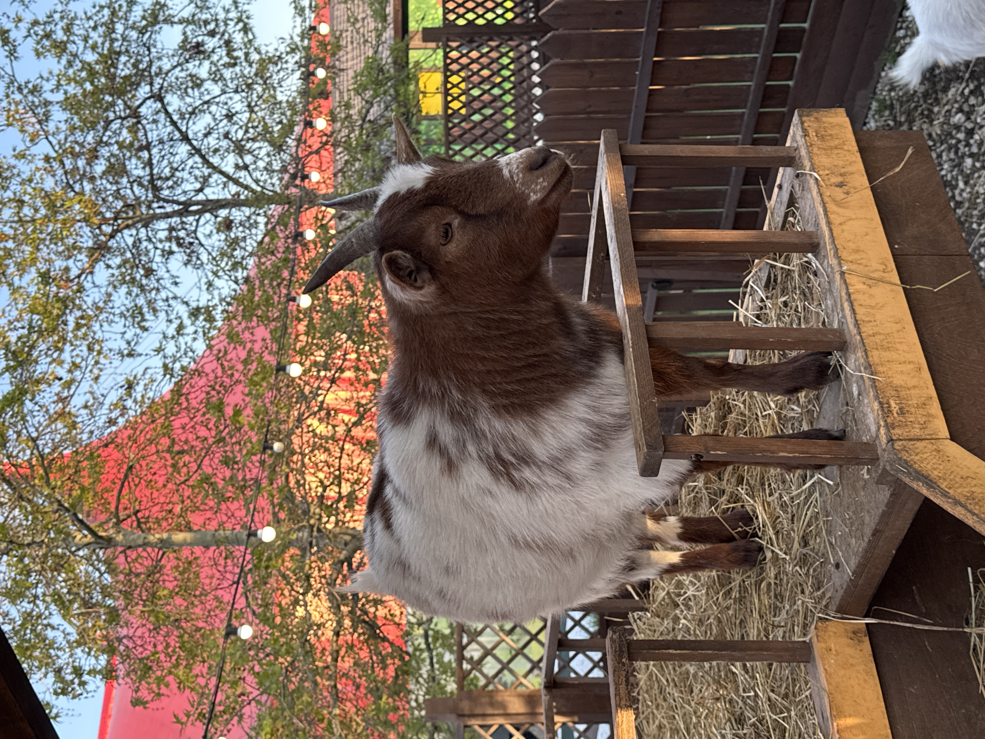 A medium shot features a goat standing inside a wooden structure. The goat is predominantly white with patches of brown on its head and legs. It has horns and is looking upwards. The wooden structure appears to be a small enclosure or feeder filled with hay. In the background, there is a blurred view of trees, a red building, and string lights. The composition is slightly tilted, giving the image a dynamic feel. This photo was taken in the city of Sochi, Russia.