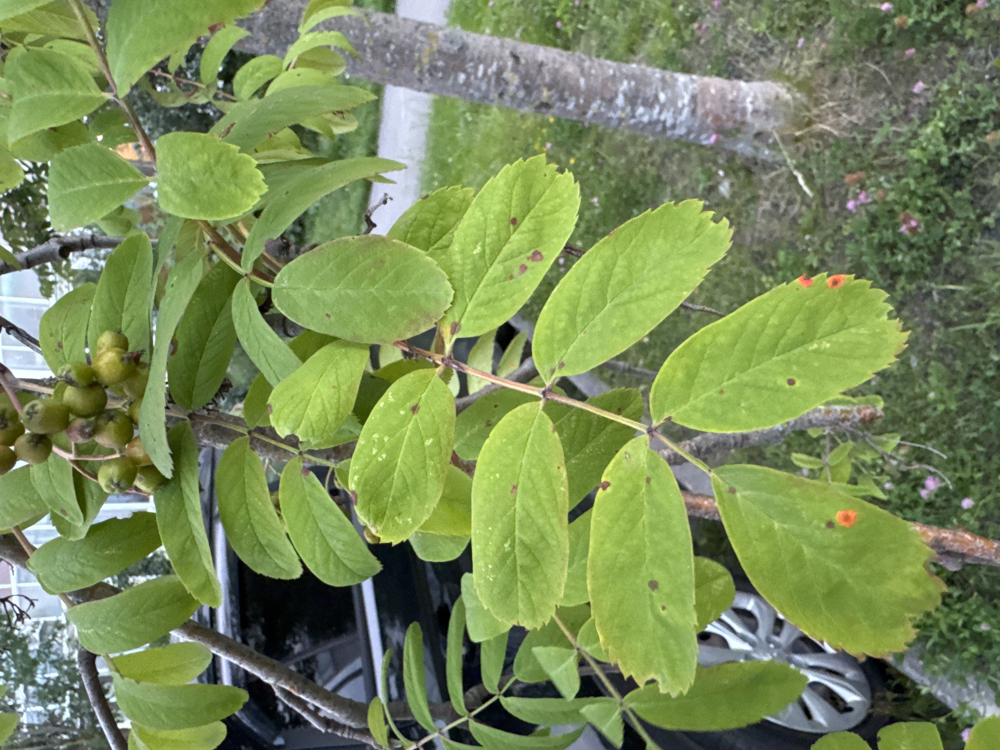 In an outdoor urban setting in Domodedovo, Russia, a close-up shot focuses on the leaves and branches of a tree. The leaves are a vibrant green, some showing small brown spots and two leaves exhibit bright orange circular markings. A cluster of small, unripe green berries is visible on a branch. In the background, a dark-colored vehicle is partially visible, and the trunk of another tree with textured gray bark stands to the right. The ground is covered with green grass and scattered small pink flowers.