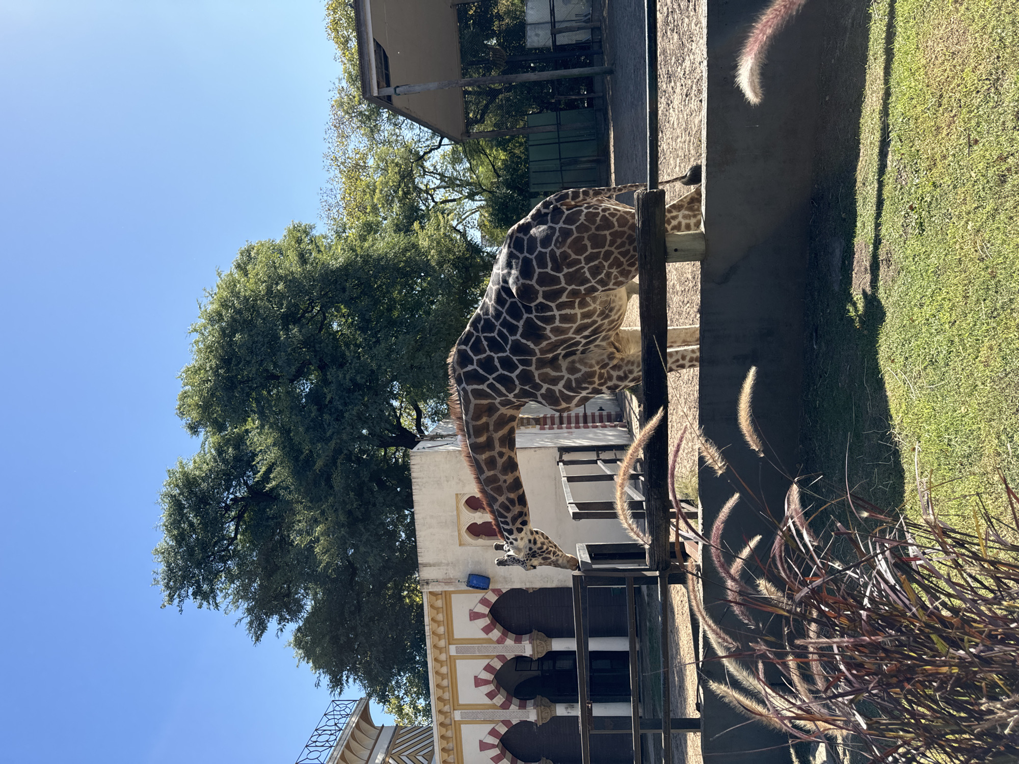 This image captures a tranquil daytime scene at a zoo in Buenos Aires, Argentina, featuring two giraffes within their enclosure. In the center, a giraffe with a distinct brown and cream spotted coat is prominently positioned, bending its long neck downwards to feed from a wooden trough or feeder that runs alongside a fence. Its head and upper neck are clearly visible as it focuses on the activity. Partially visible behind this giraffe, the lower body and legs of a second giraffe can be seen.
The background includes a light-colored building with ornate architectural details, such as arched openings adorned with red and yellow striped patterns, suggesting a themed exhibit common in zoos. Lush green trees are visible behind and above the building, contributing to a naturalistic environment. The sky above is a clear, bright blue, indicative of good weather.
In the foreground, on the right side, a dense cluster of ornamental grass with feathery, reddish-purple and light-colored plumes adds textural interest to the scene. The ground is a mix of dirt and green grass, with strong sunlight casting noticeable shadows, suggesting it is mid-morning or afternoon. A sturdy wooden fence or barrier runs horizontally, separating the giraffes from the viewer. There are no people or visible text in the image.