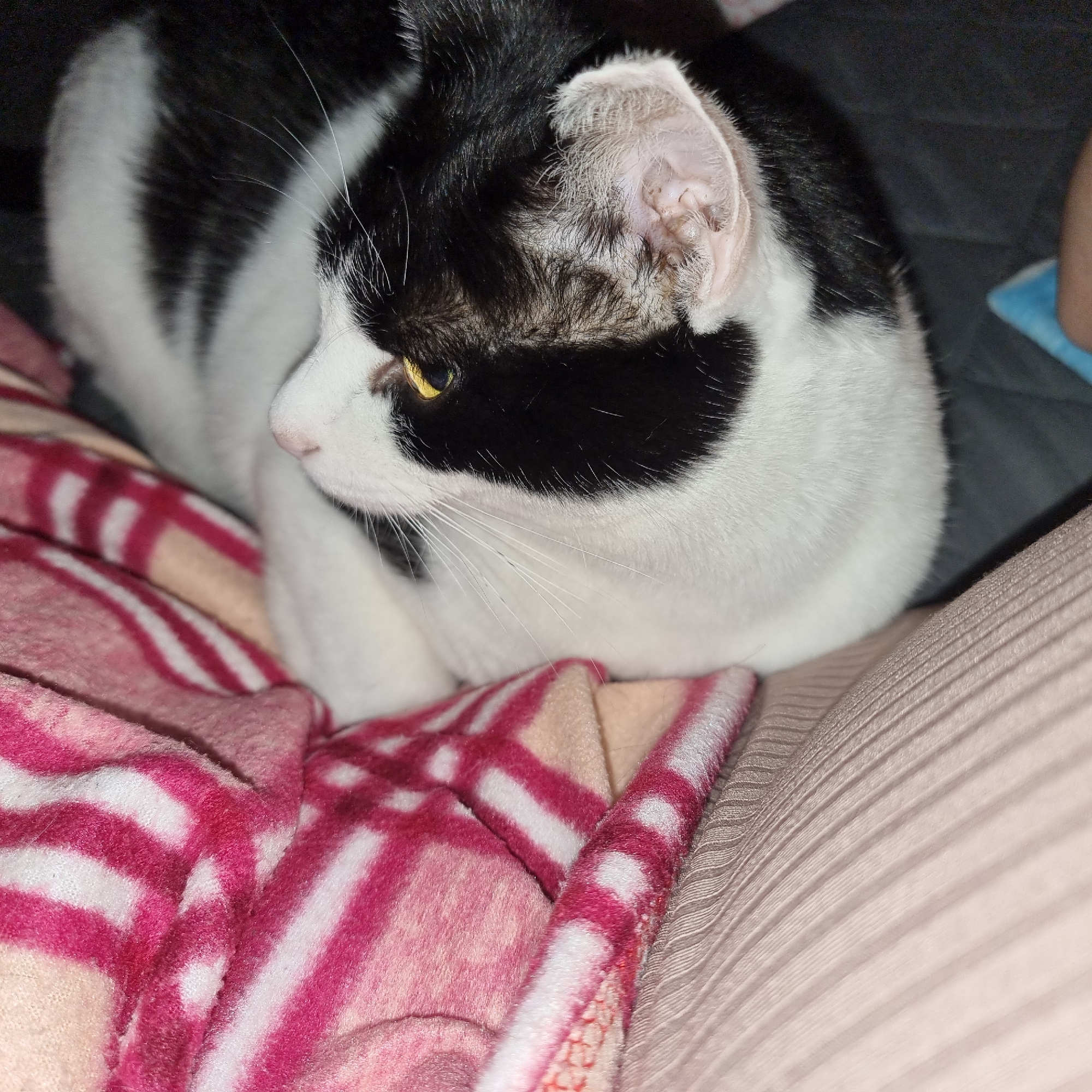 A black and white cat with yellow eyes is resting on a pink and white striped blanket in what appears to be a home environment. The cat is positioned on its side, with its head turned towards the viewer. The background is dark and out of focus.